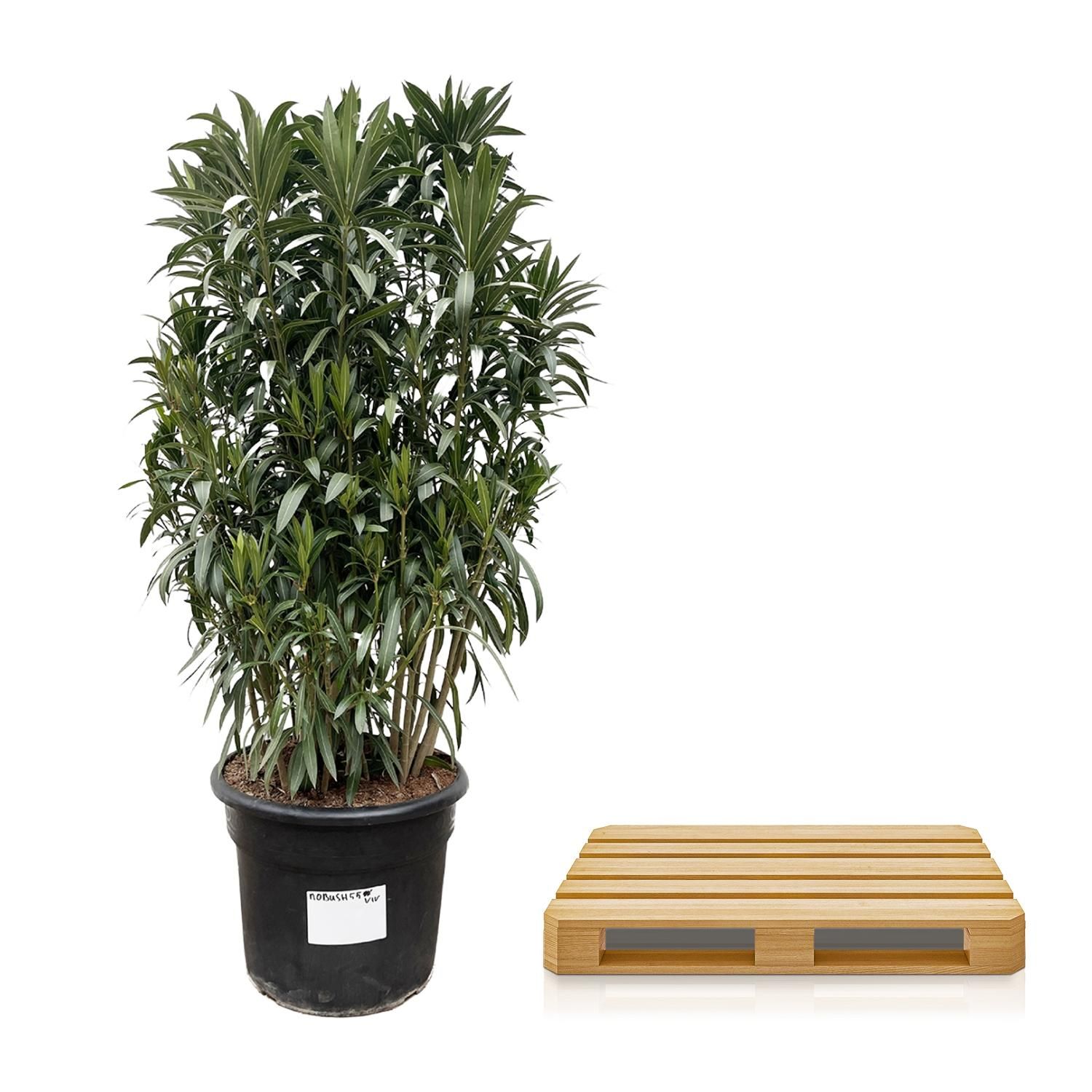 Nerium Oleander Oleanderpflanze