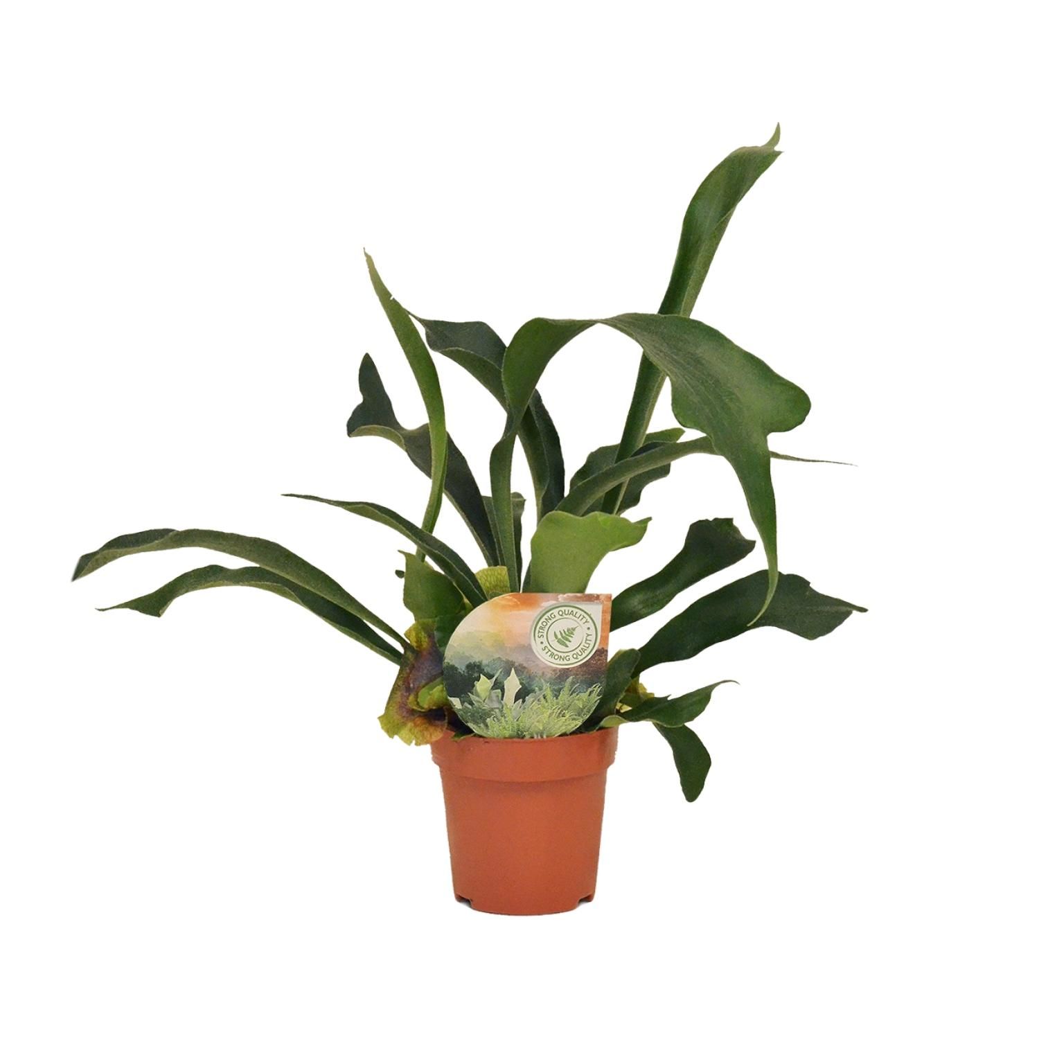 Hirschhornfarn Platycerium – Exotische Zimmerpflanze