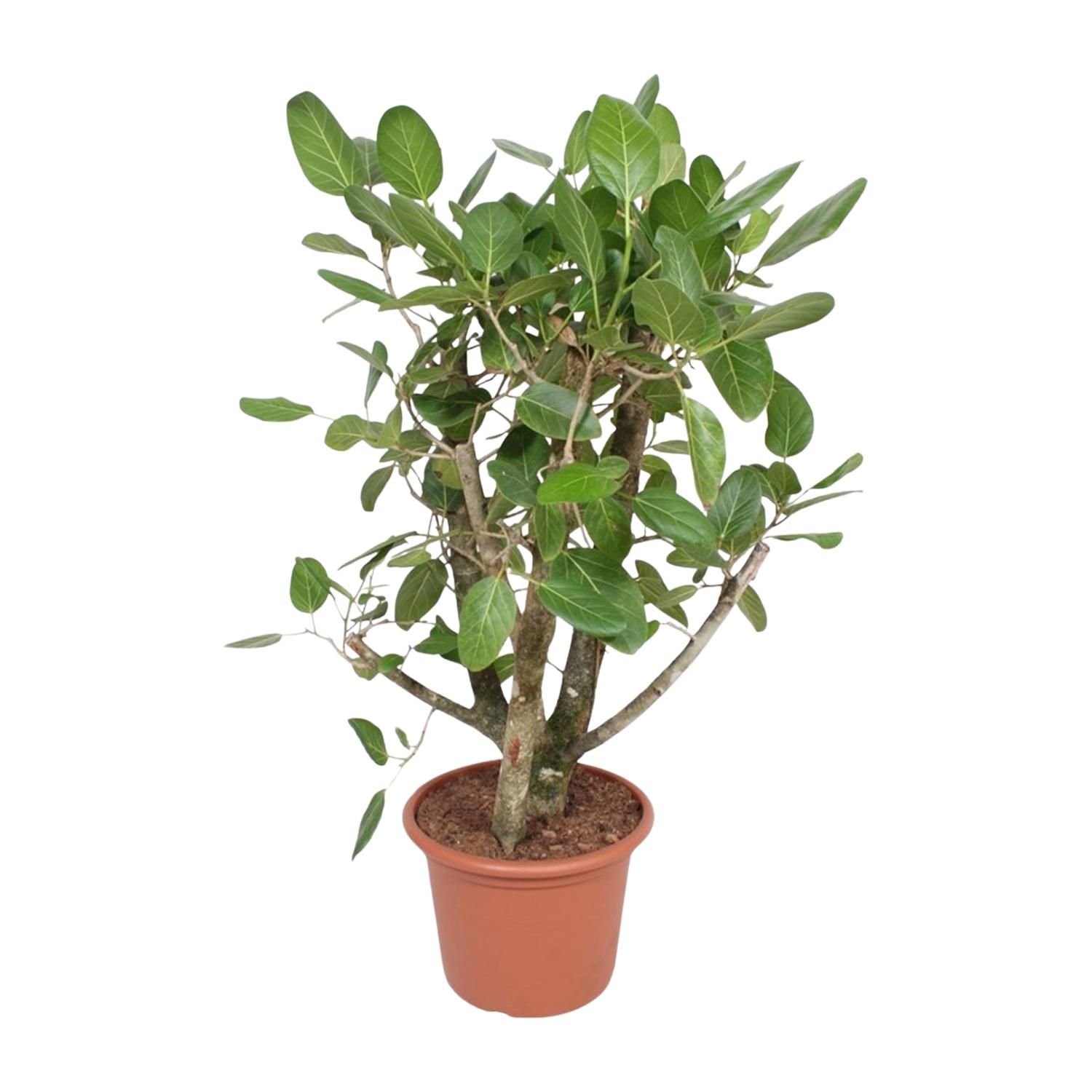 Ficus Benghalensis mit verzweigtem Stamm