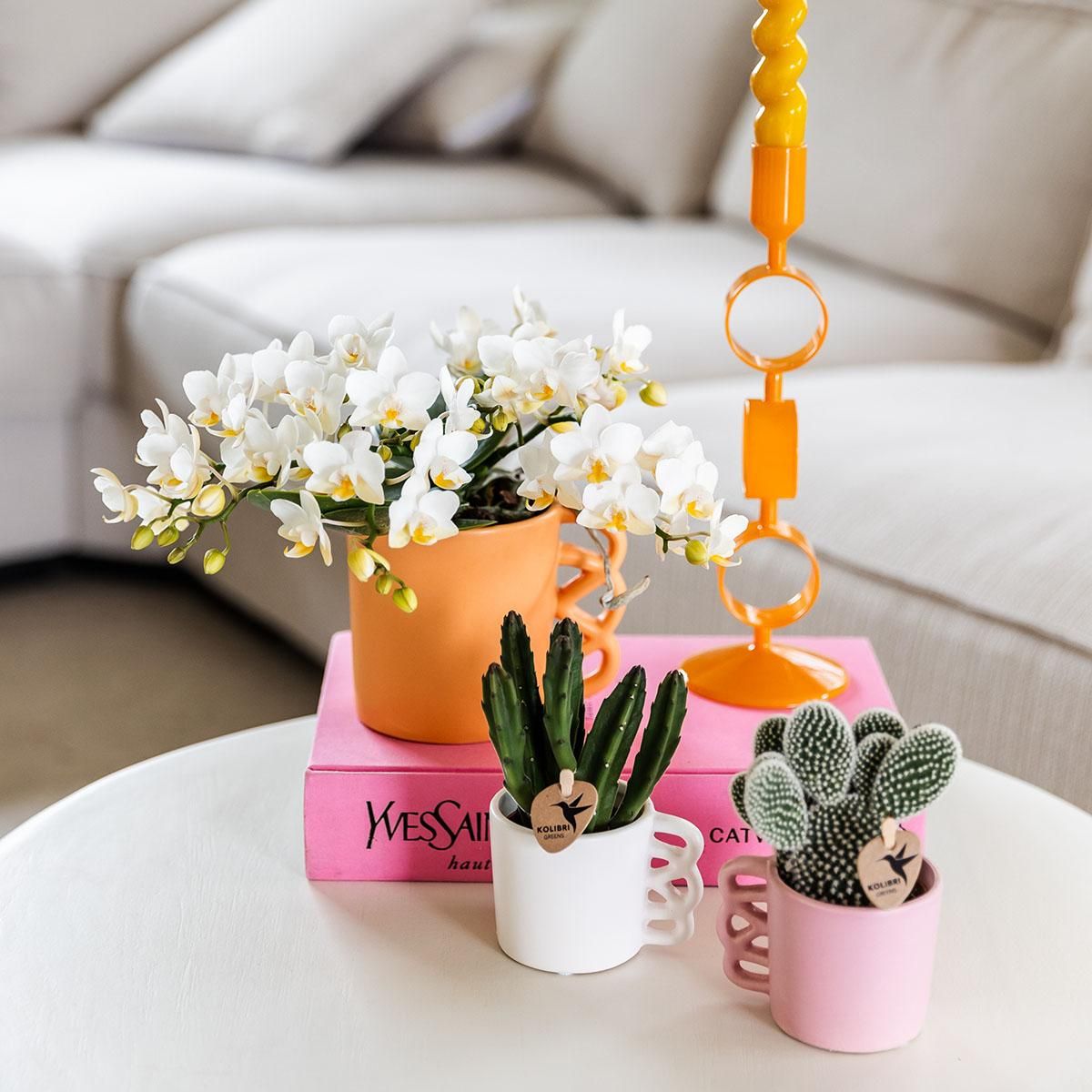 Nazaré Orchidee und Crassula Hobbit Sukkulenten-Set im orangefarbenen Fish-Übertopf