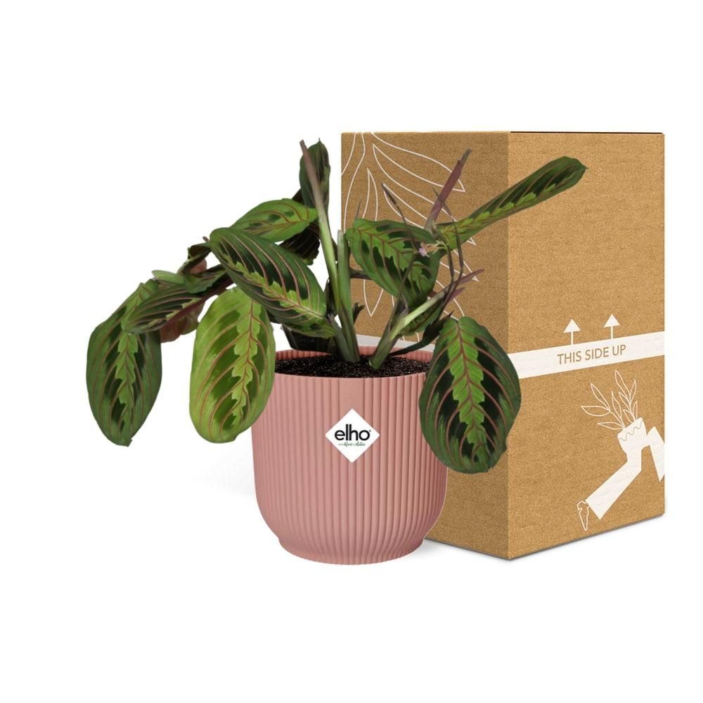 Maranta Gebetspflanze ‚Fascinator‘ mit zartem Laub im ELHO Topf