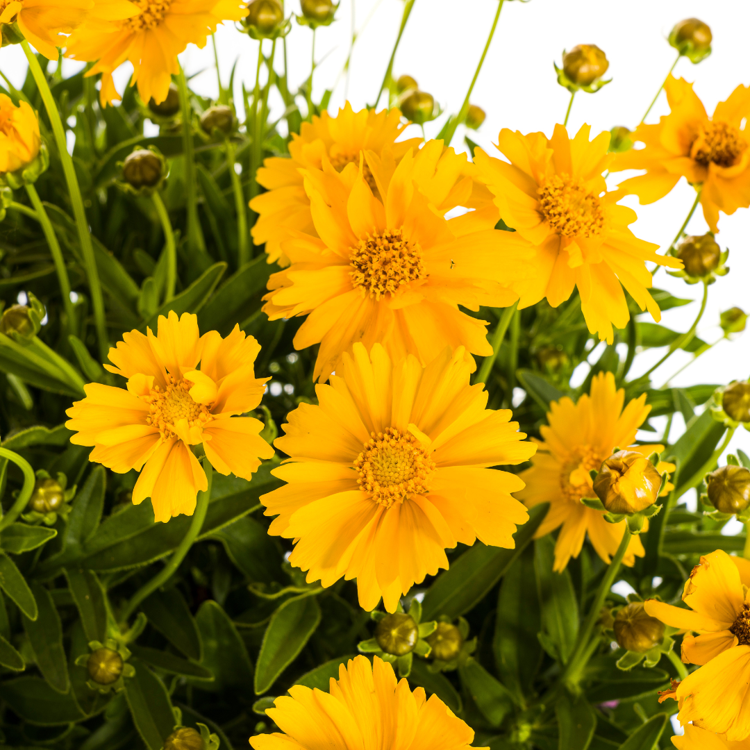 Coreopsis Grandiflora – Ø19cm Topf – 50-60cm Höhe