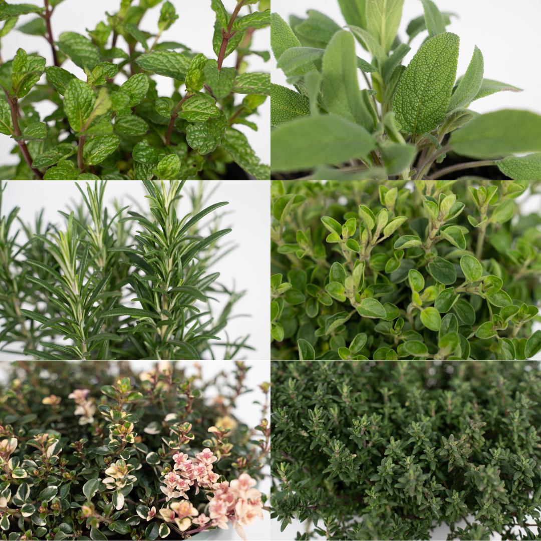 Gartenkräuter Mix