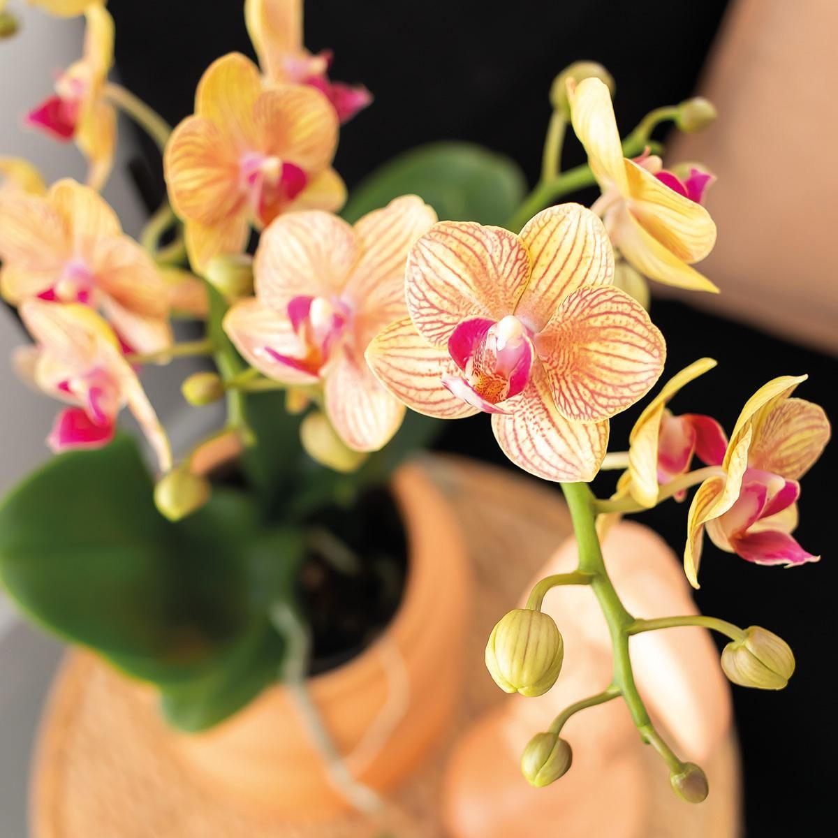 Geschenkset Optimismus kleiner Pfirsich – Grünpflanze & orange Phalaenopsis – Candy Töpfe & weißes Tablett