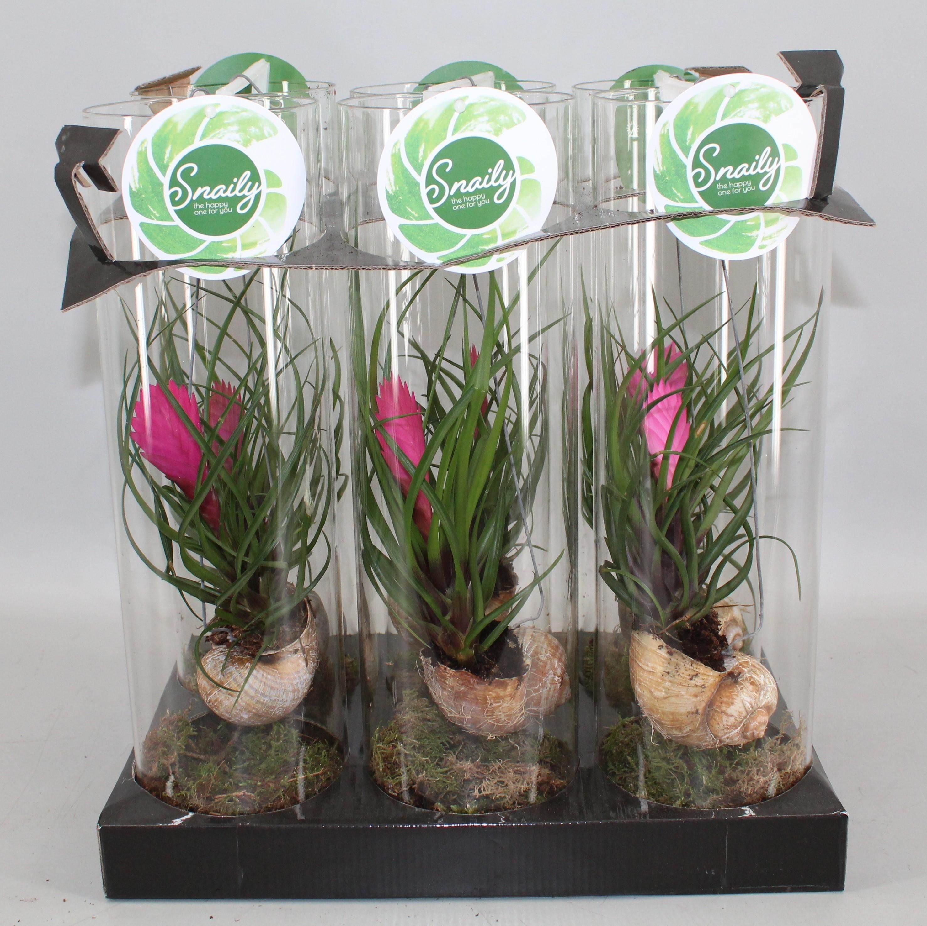 Tillandsia Cyanea Luftpflanze