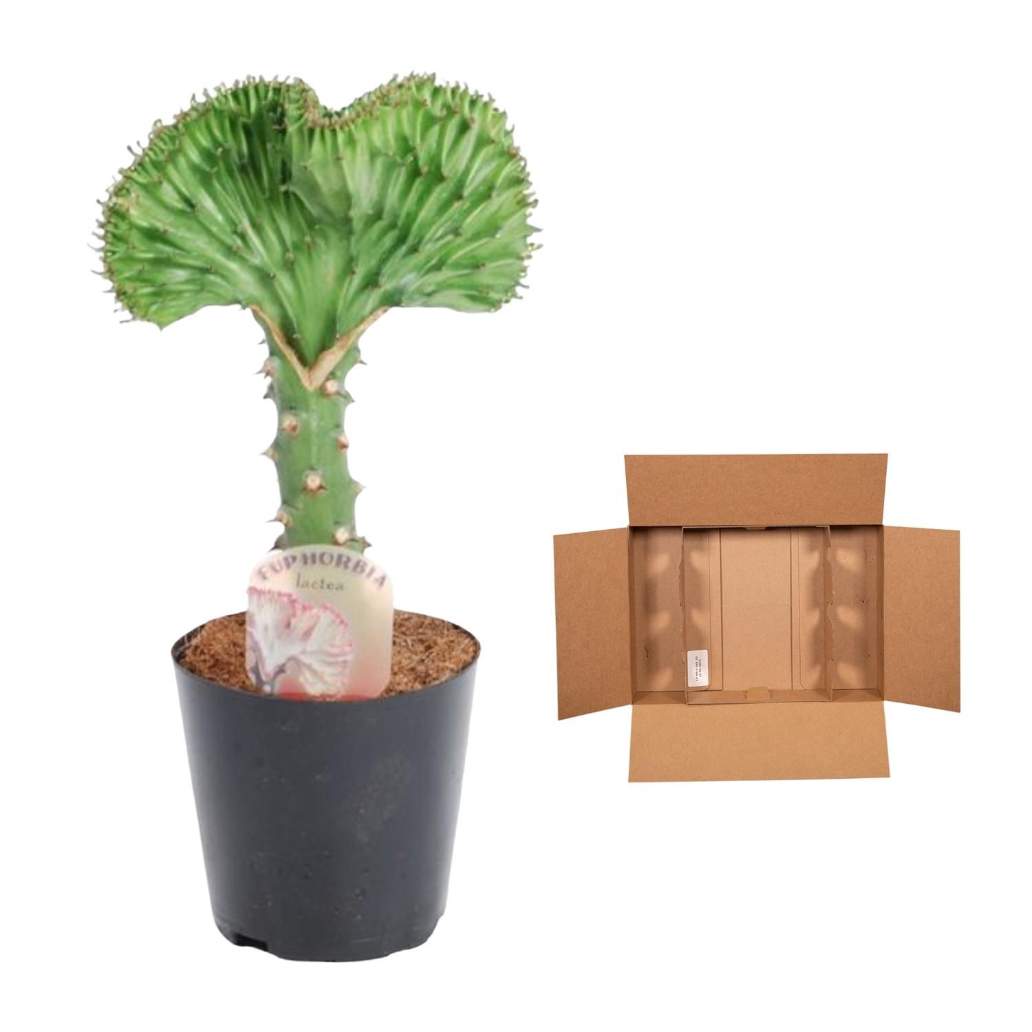 Euphorbia lactea Cristata Pflanze