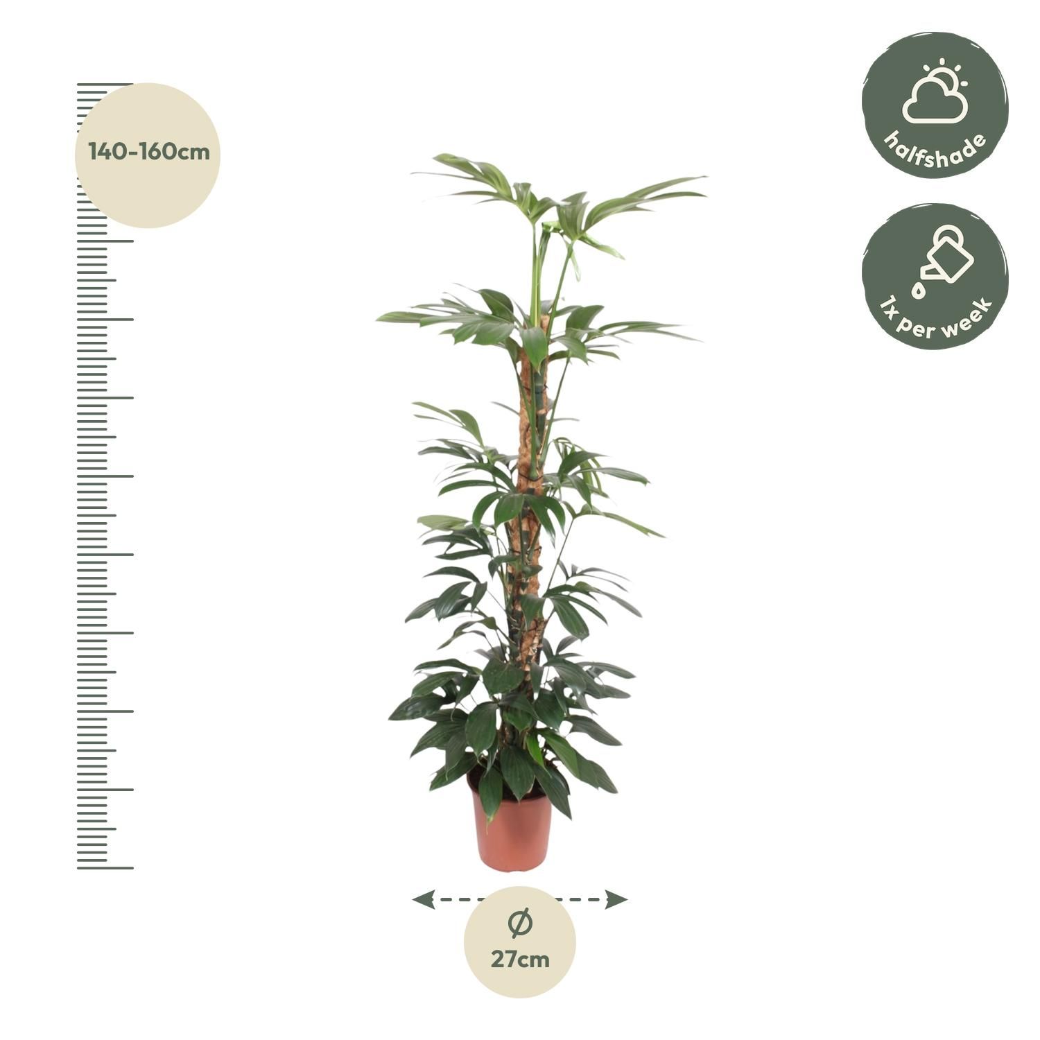 Philodendron Dragon Tail Zimmerpflanze