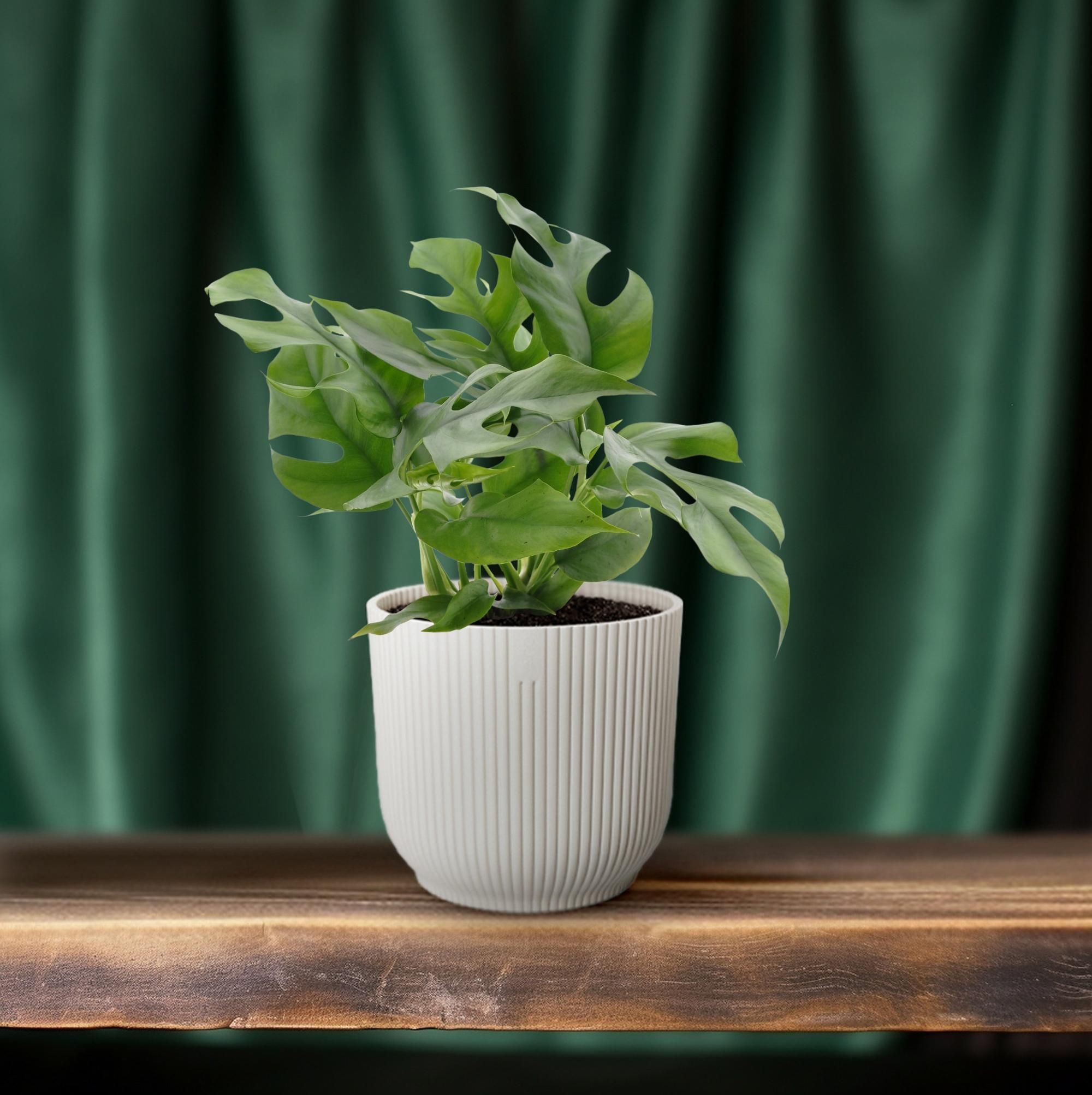 Monstera Minima Zimmerpflanze