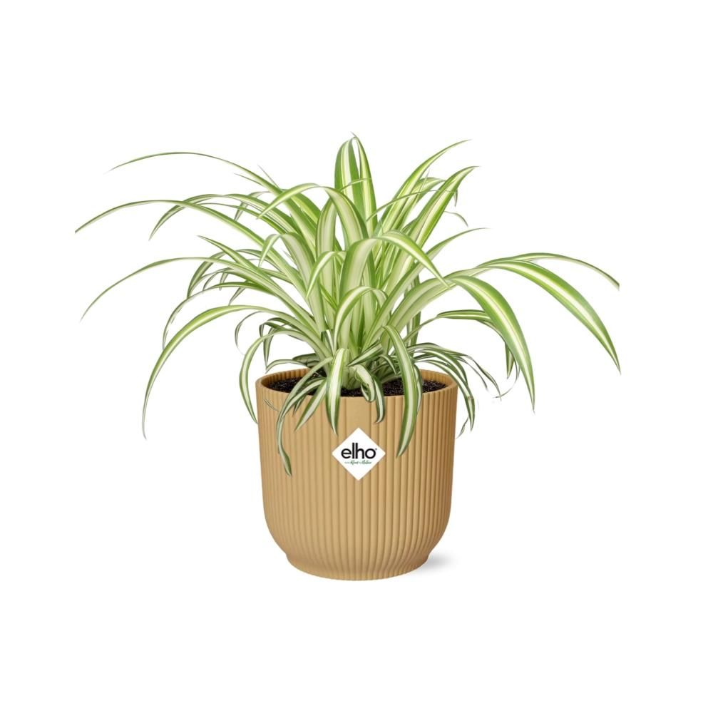 Spinnenpflanze Chlorophytum in stylischem ELHO Übertopf