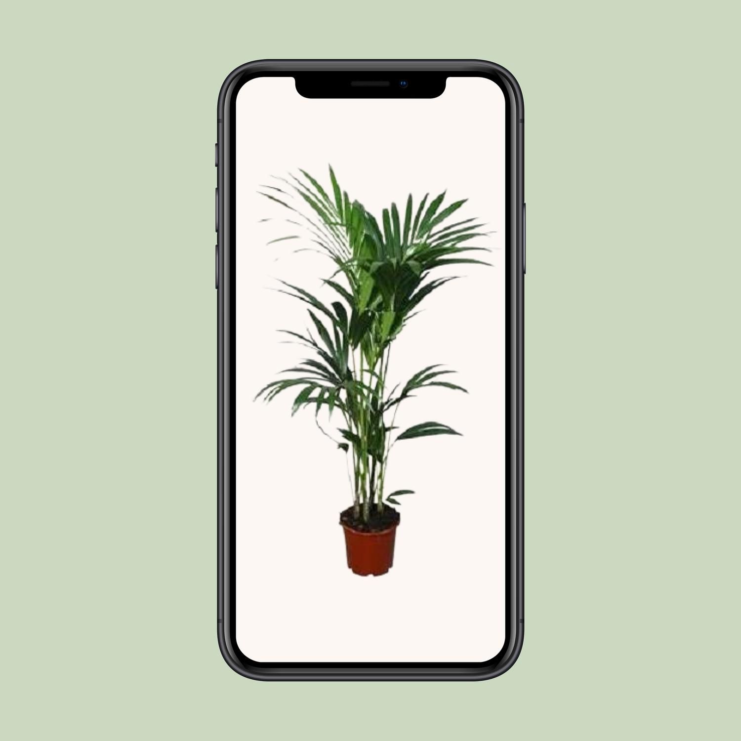 Kentia-Palme Howea forsteriana elegant