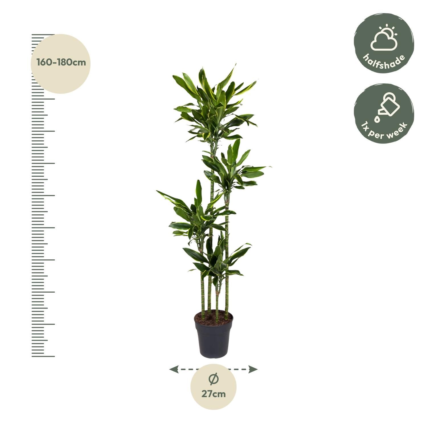 Dracaena Golden Coast Zimmerpflanze