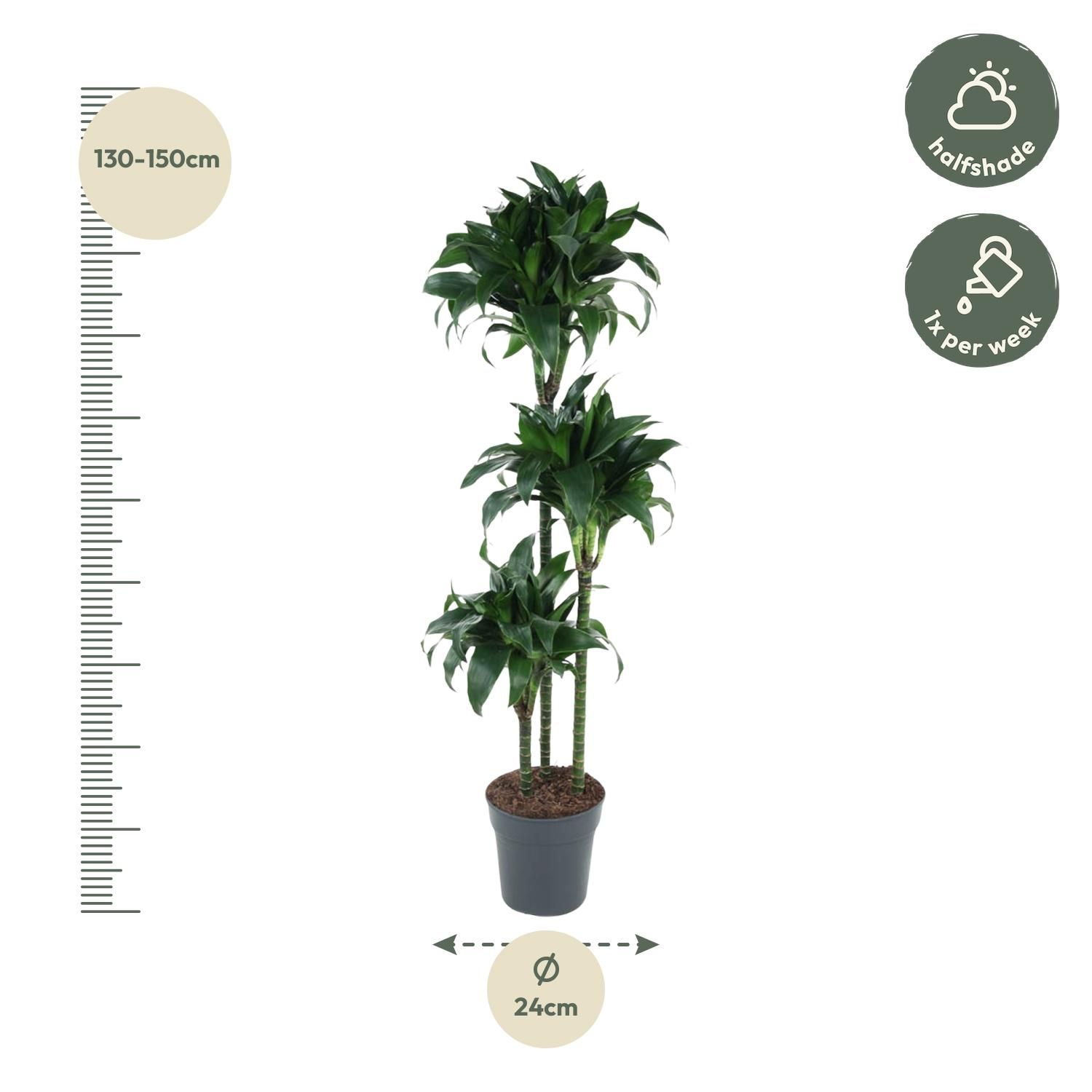 Dracaena Tatuade Zimmerpflanze