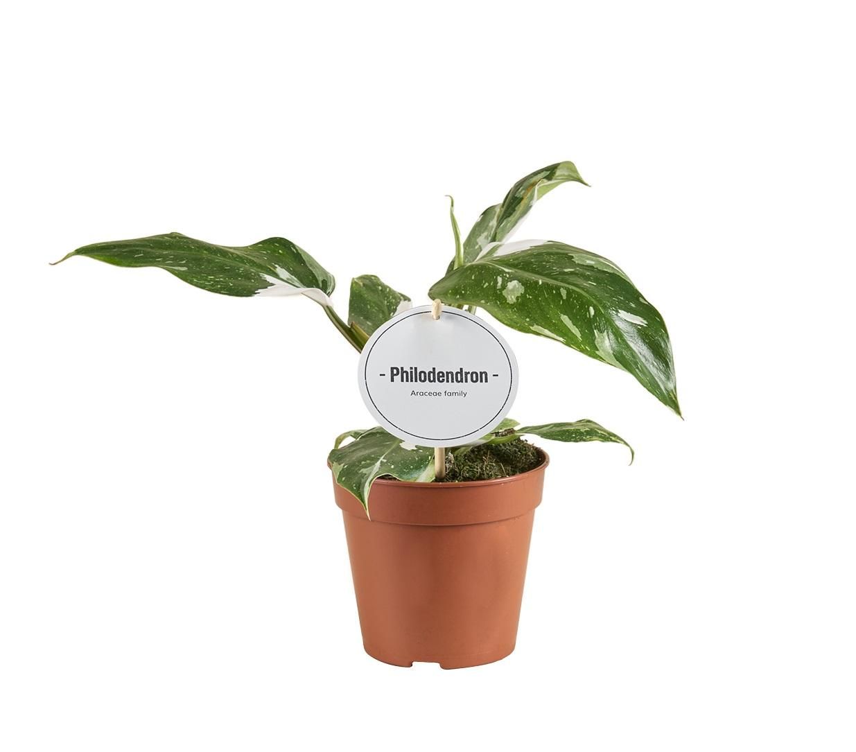 Philodendron White Princess B Grade – Ø12cm Topf – ↕30cm Höhe