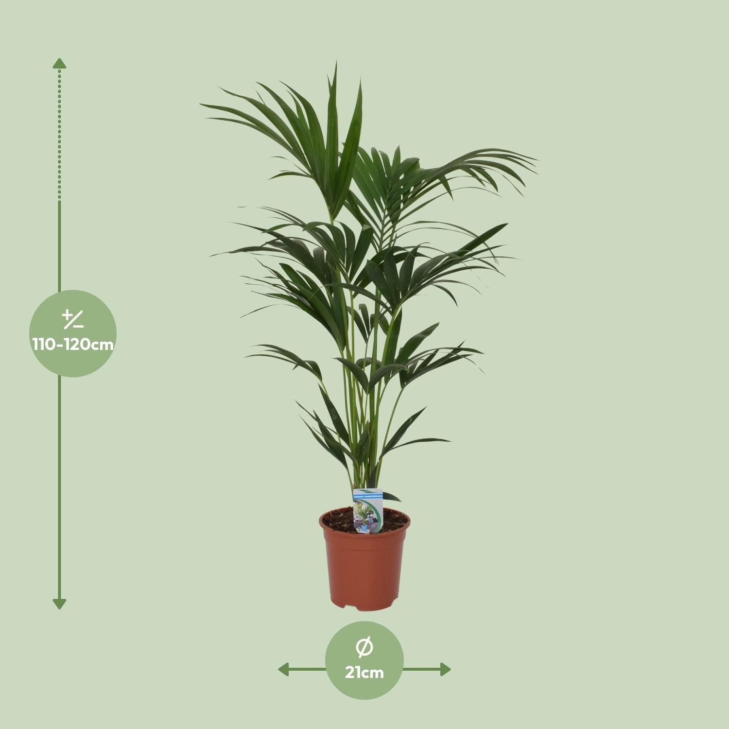 Kentia Palme Howea forsteriana elegant