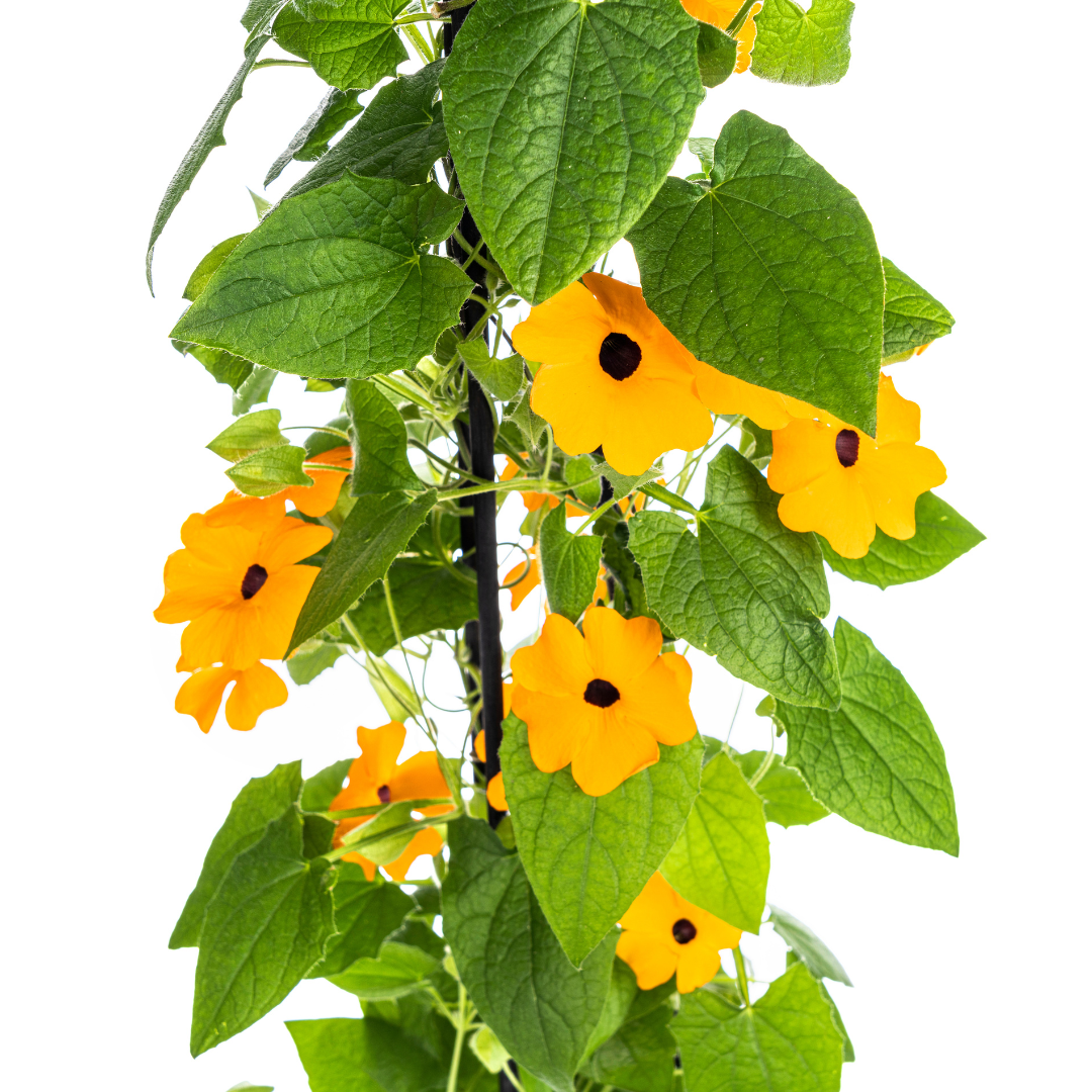 4x Thunbergia alata | Schwarzäugige Susanne | Hängepflanze | Ø13cm Topf