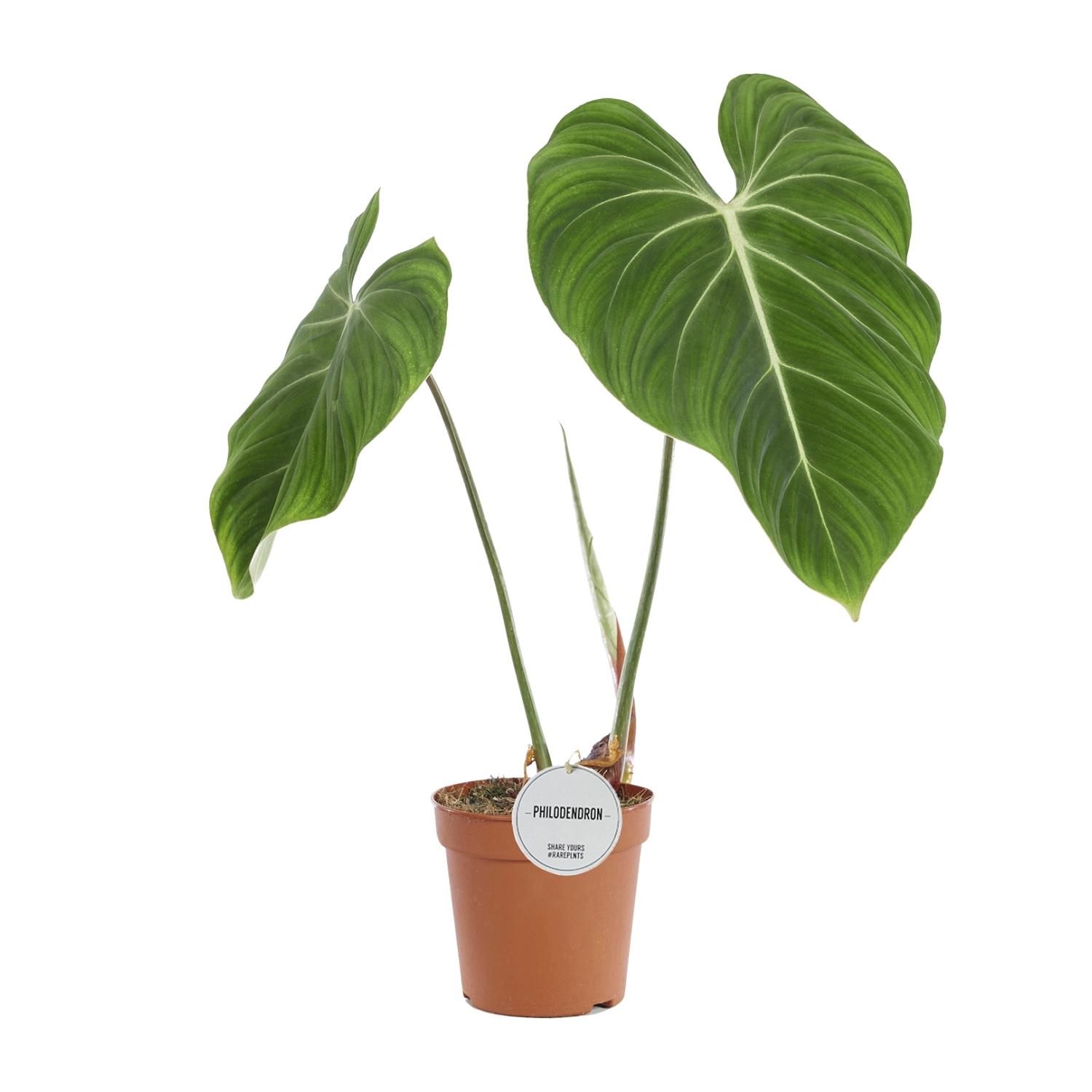 Philodendron Gloriosum Zimmerpflanze
