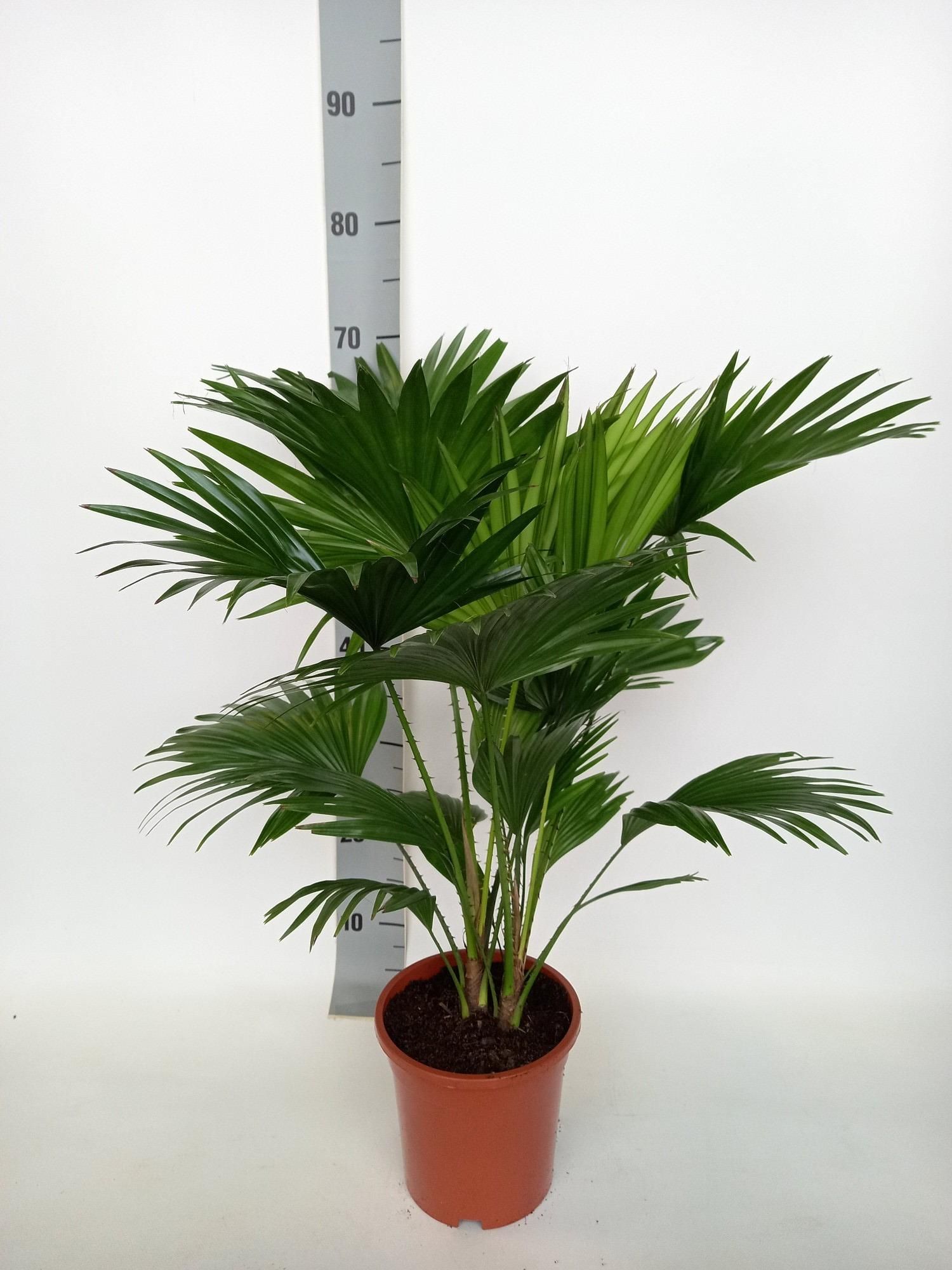 Livistona Rotundifolia Palmenpflanze