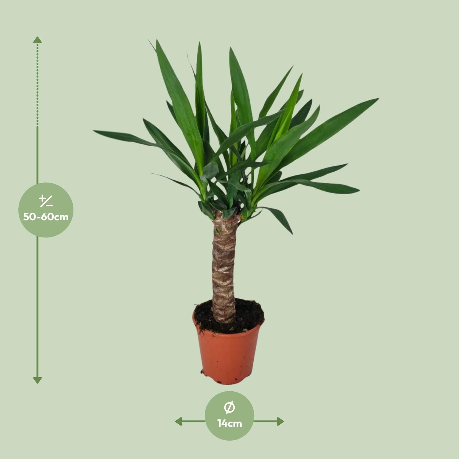 Elegante Yucca Zimmerpflanze mit Luftreinigung