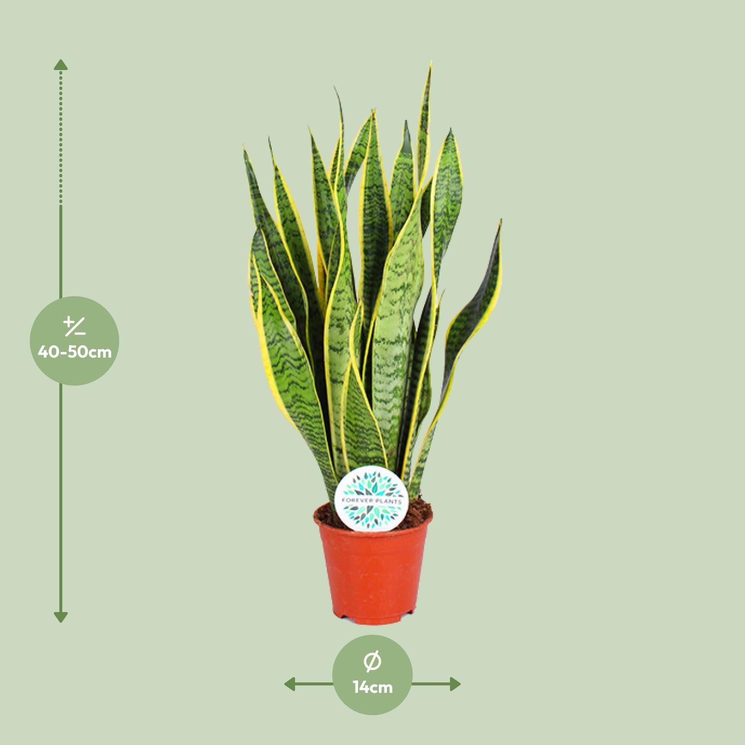 Sansevieria Laurentii Zimmerpflanze