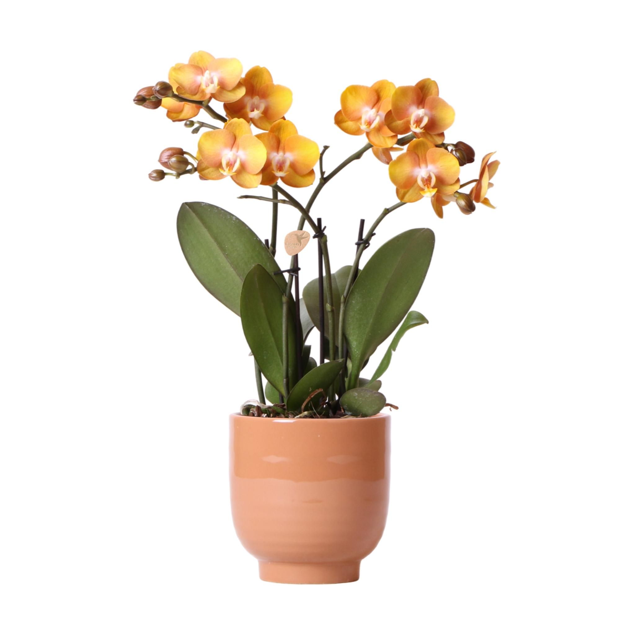 Phalaenopsis Orchidee Las Vegas im Cognac-Topf