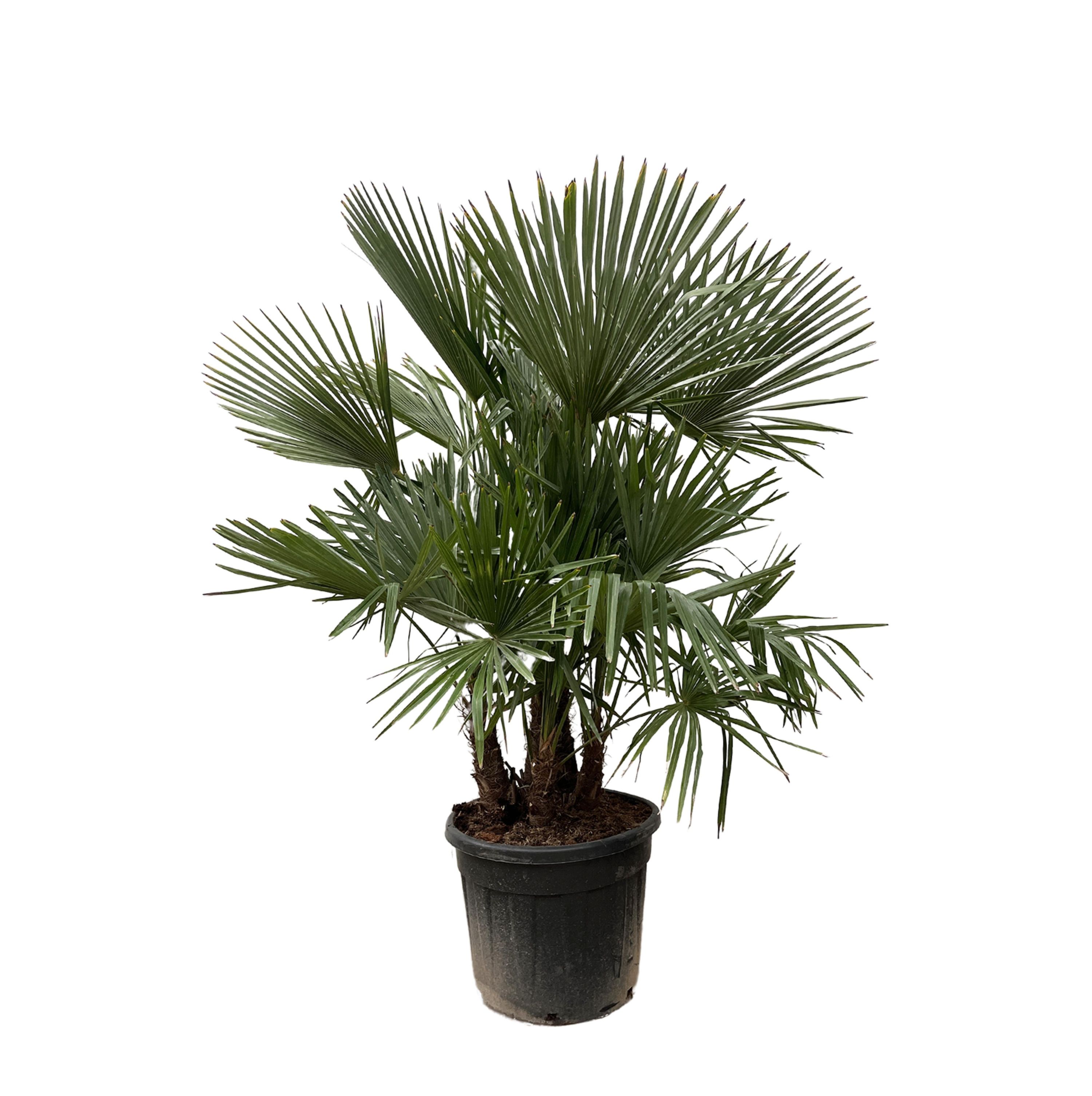 Trachycarpus Palme großer Fächer - mehrstämmig