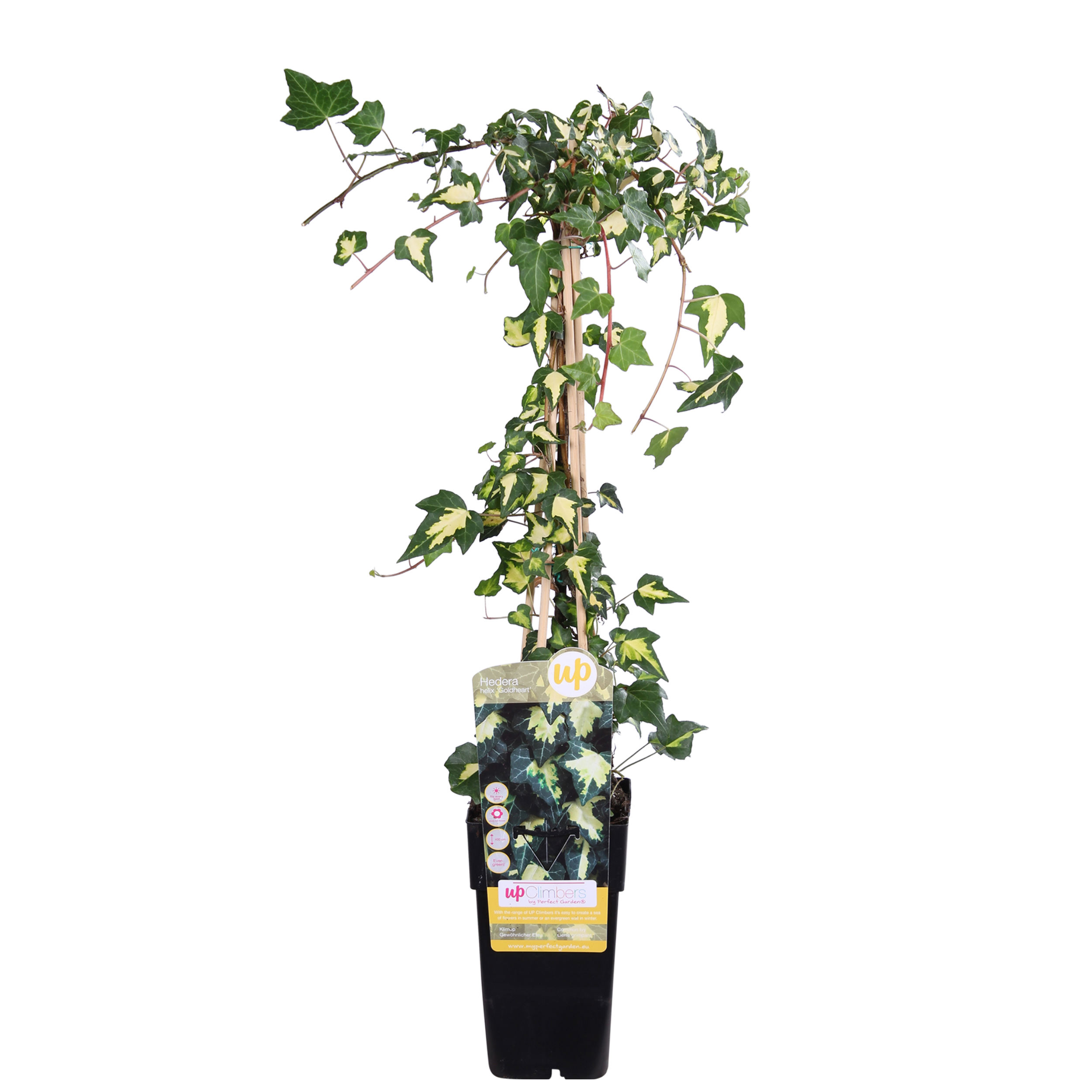 Efeu Hedera colchica Dentata Variegata Zimmerpflanze