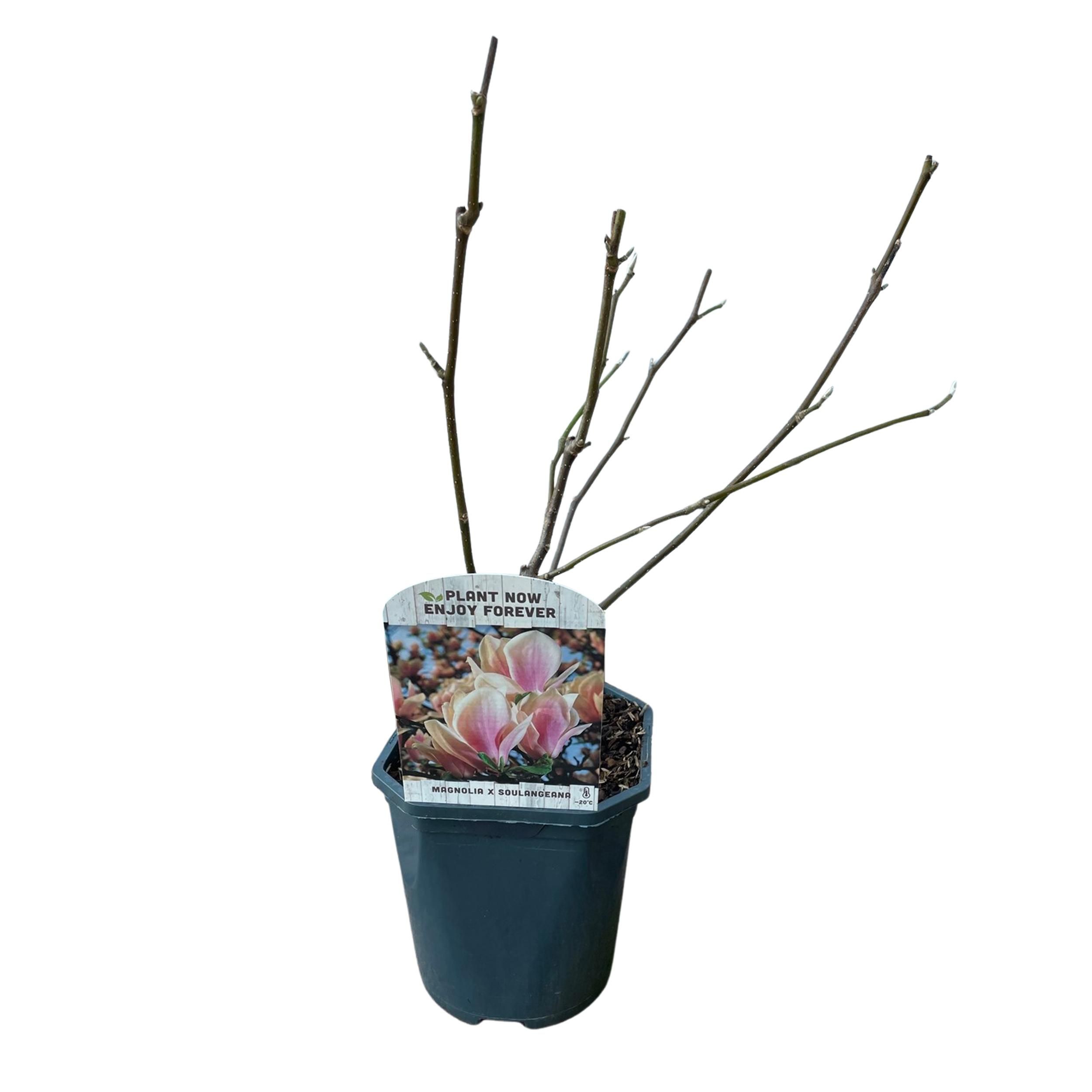 Magnolia Soulangiana Strauch – Blüten Hellrosa – Laubabwerfend – Wenig Pflege