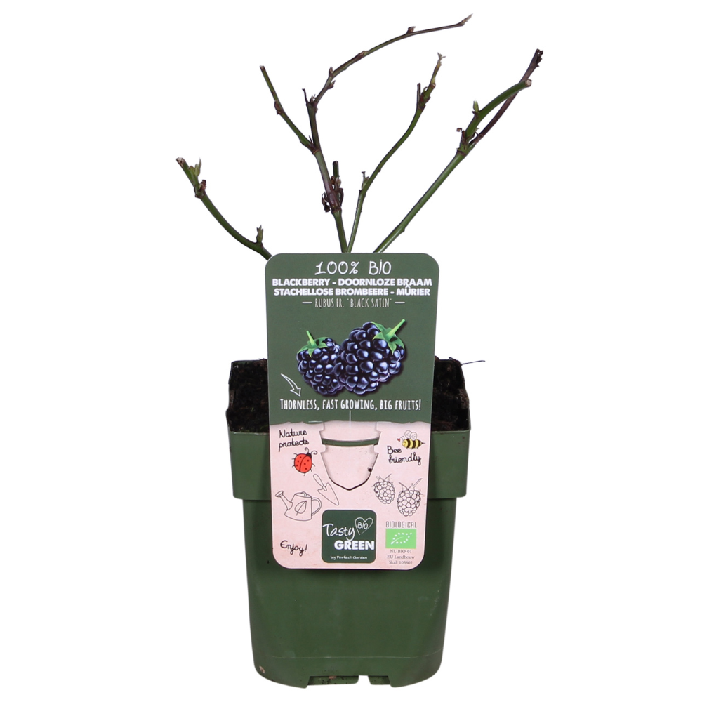 Dornenlose Brombeere Black Satin