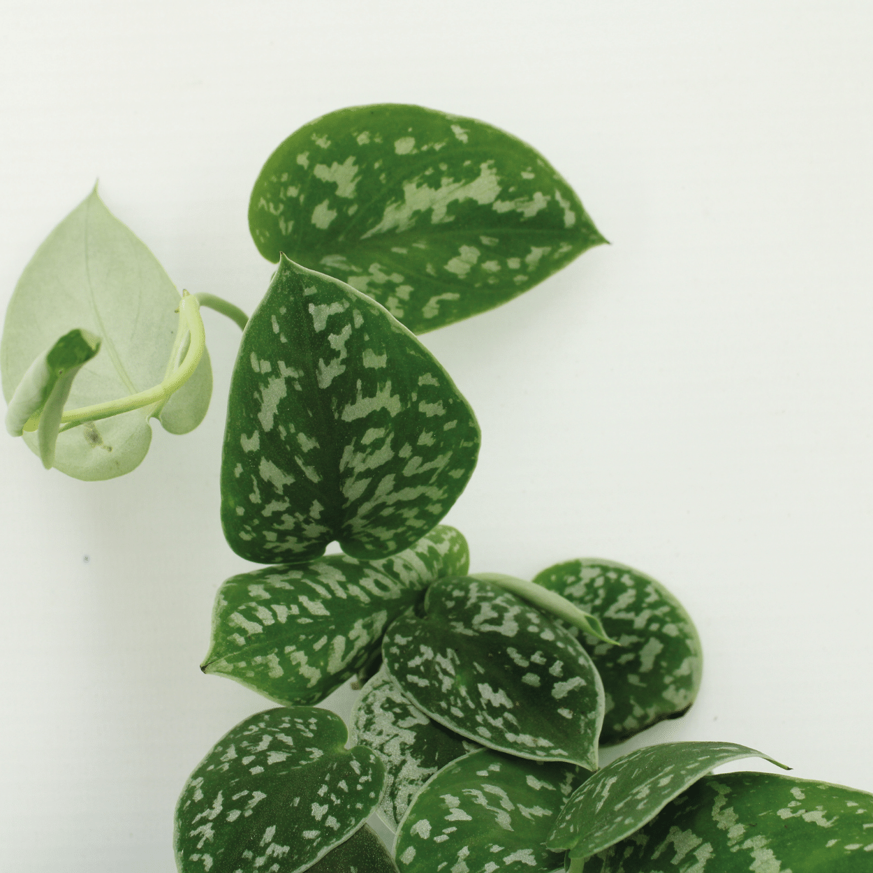 Scindapsus Pictus Zimmerpflanze
