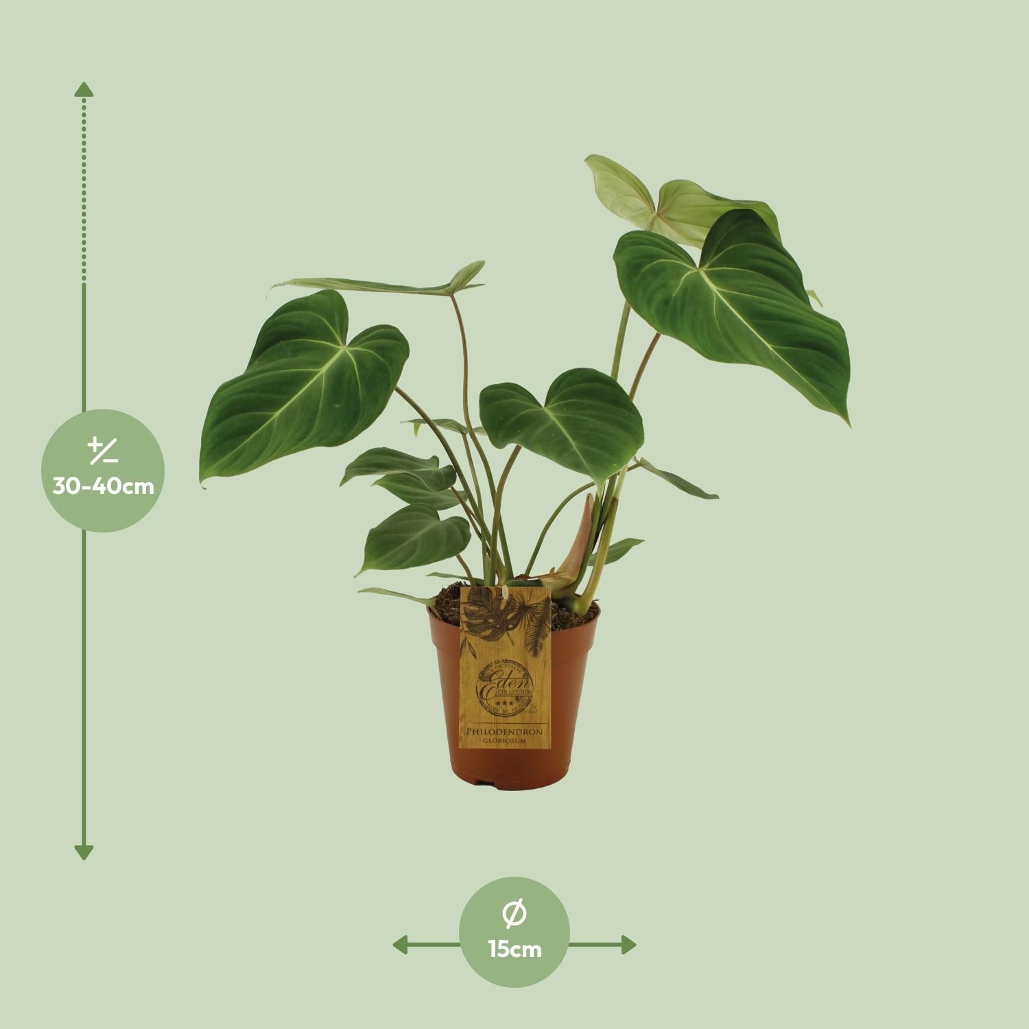 Philodendron Gloriosum Zimmerpflanze