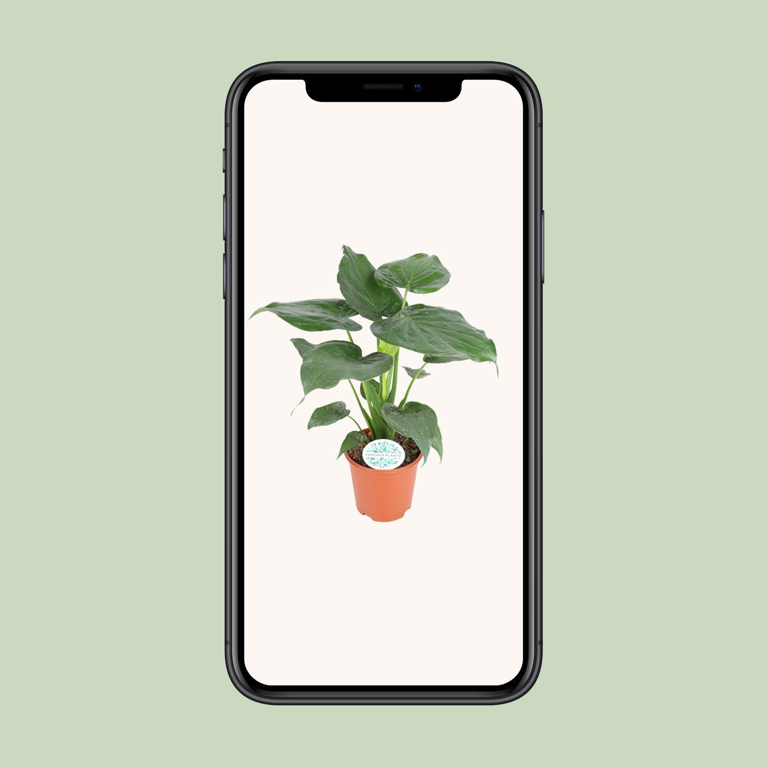 Alocasia Cucullata Zimmerpflanze