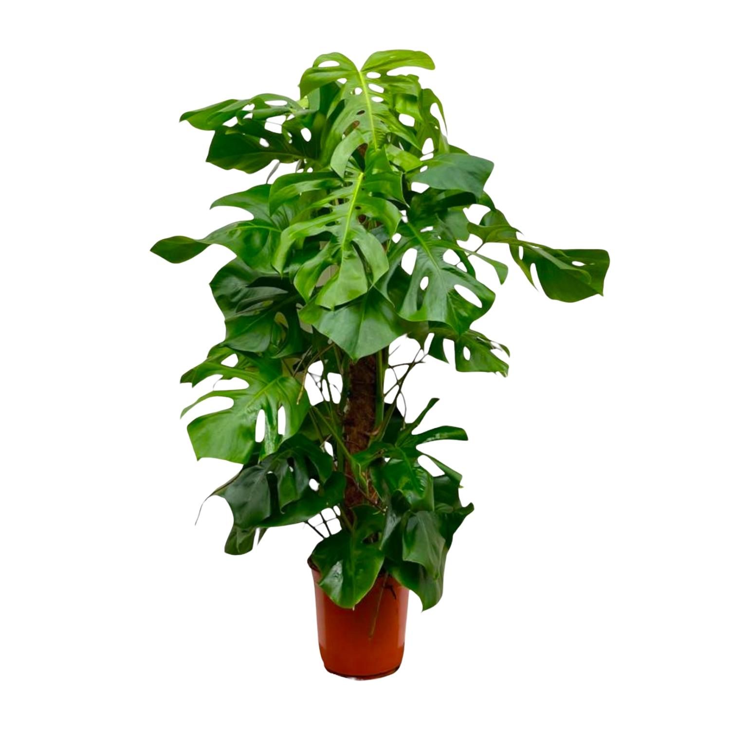 Monstera Deliciosa XXL Zimmerpflanze