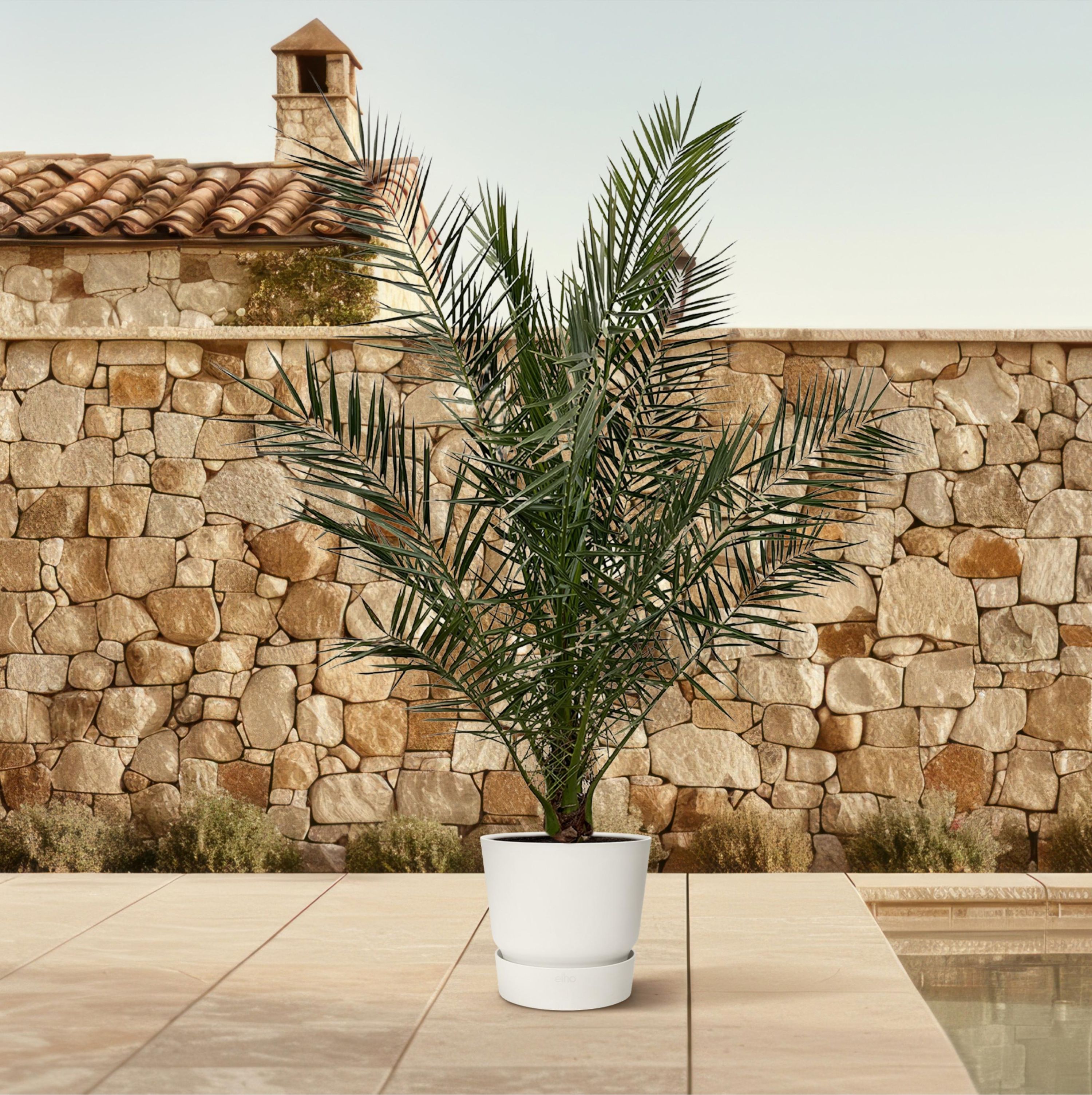 Kanarische Dattelpalme Phoenix Canariensis