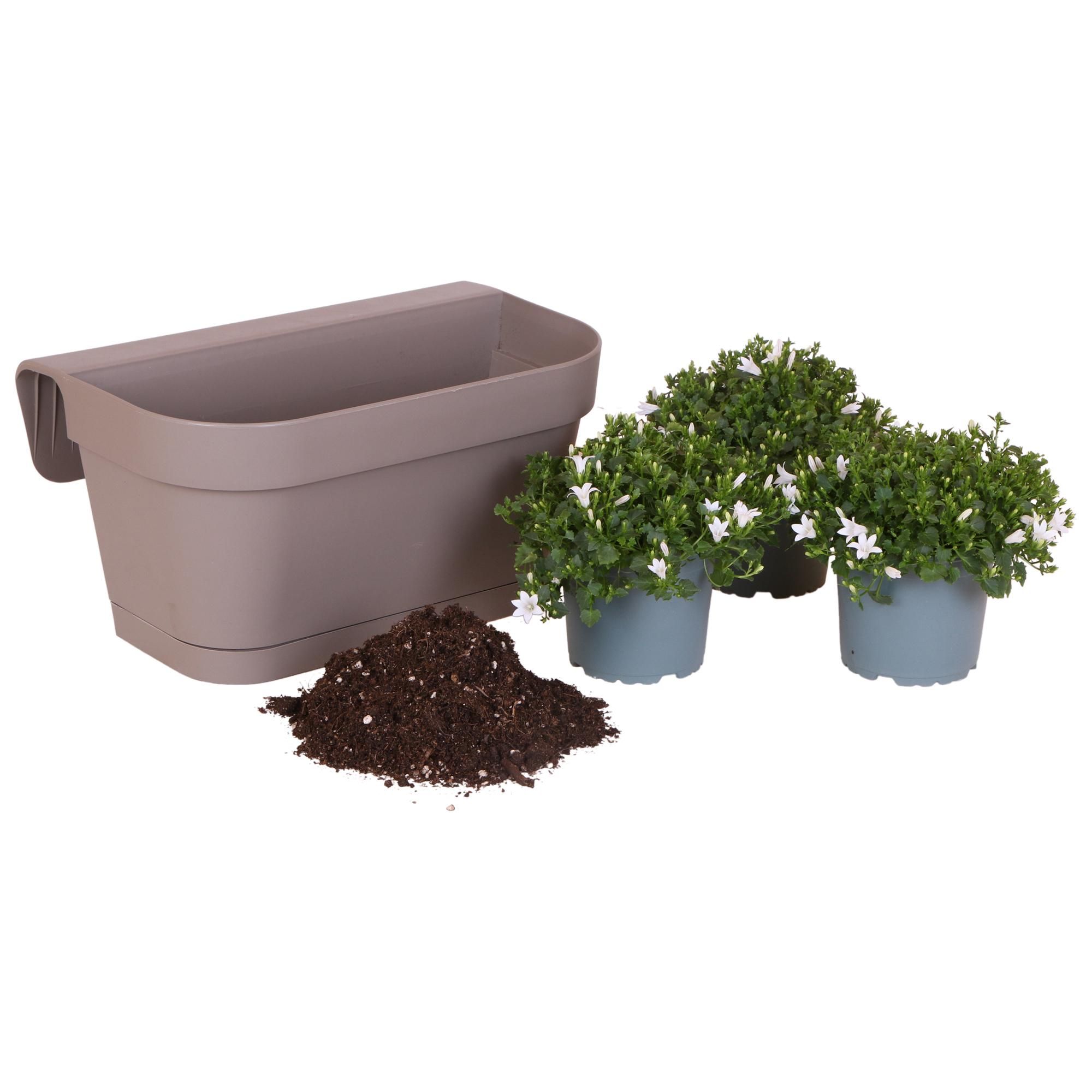 Taupe Balkonpflanzer mit weißen Campanula Stauden