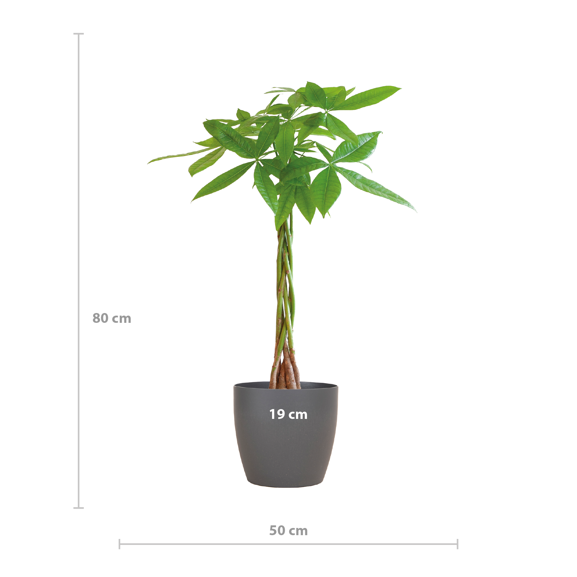 Pachira Aquatica | ca. 80cm Hoch | inkl. Viber Grau Topf