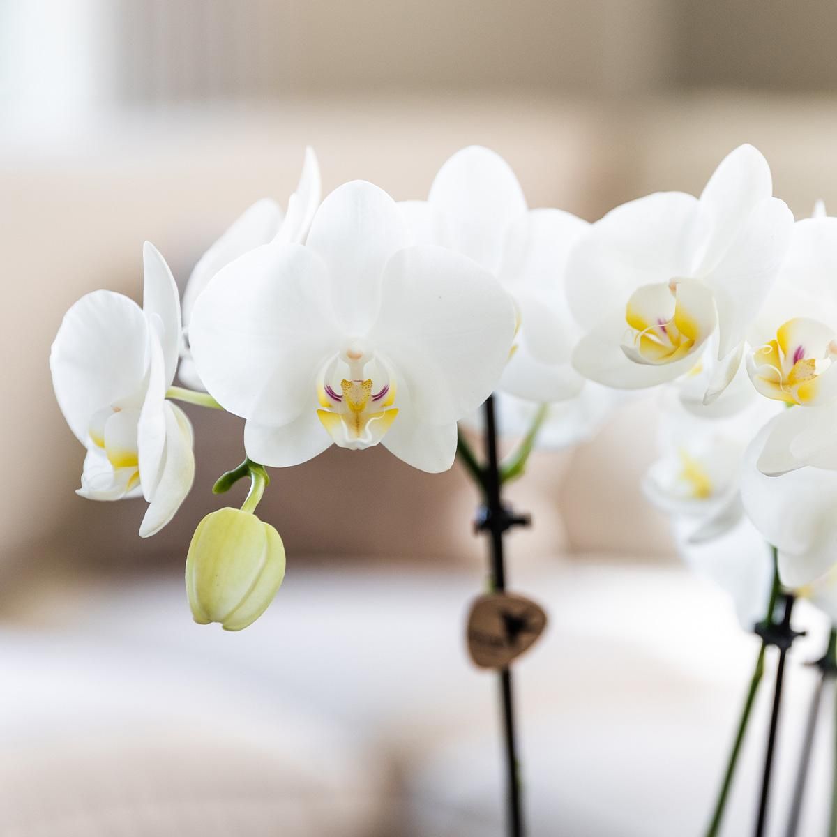 Kolibri Orchideen Überraschungsbox Mix