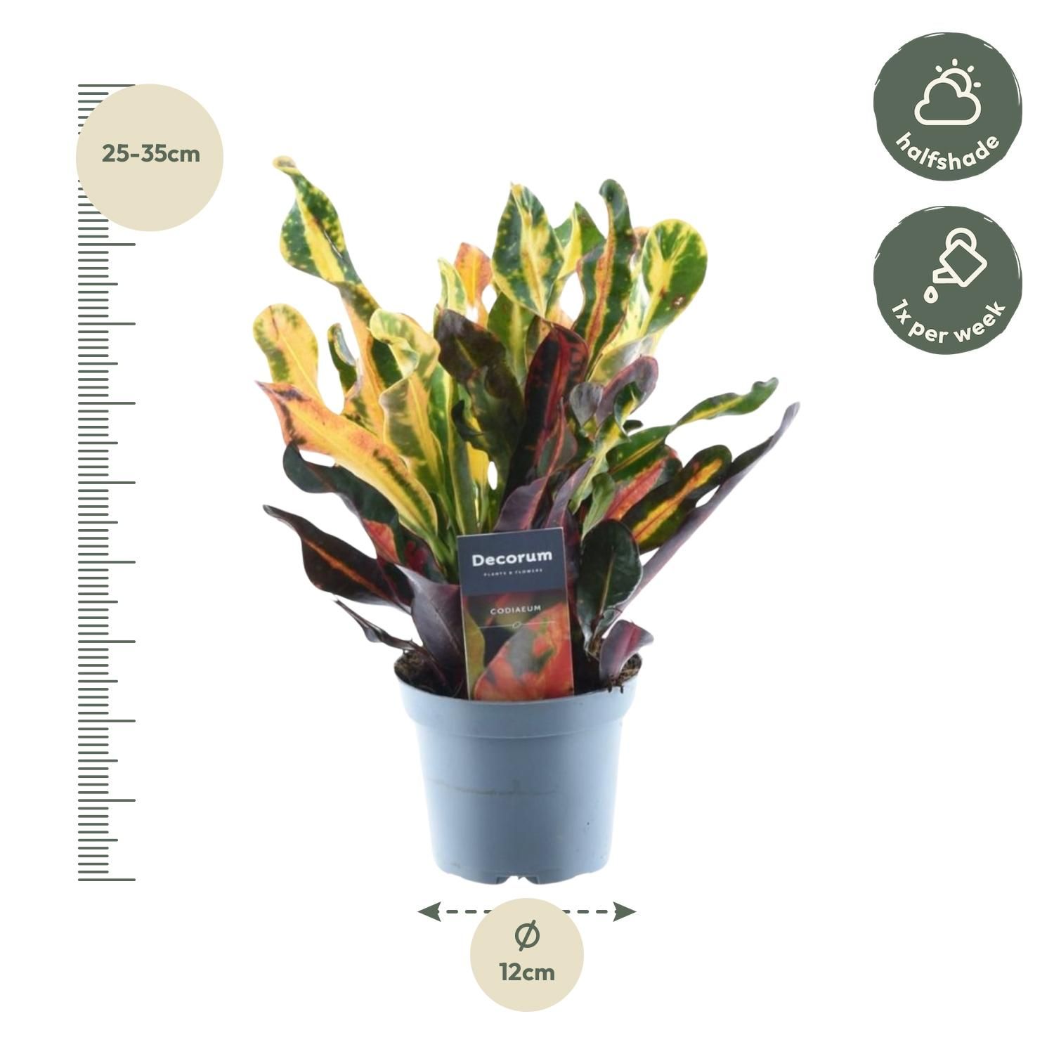 Codiaeum variegatum 'Mammi' | 30 cm Höhe | Ø12 Topfgröße