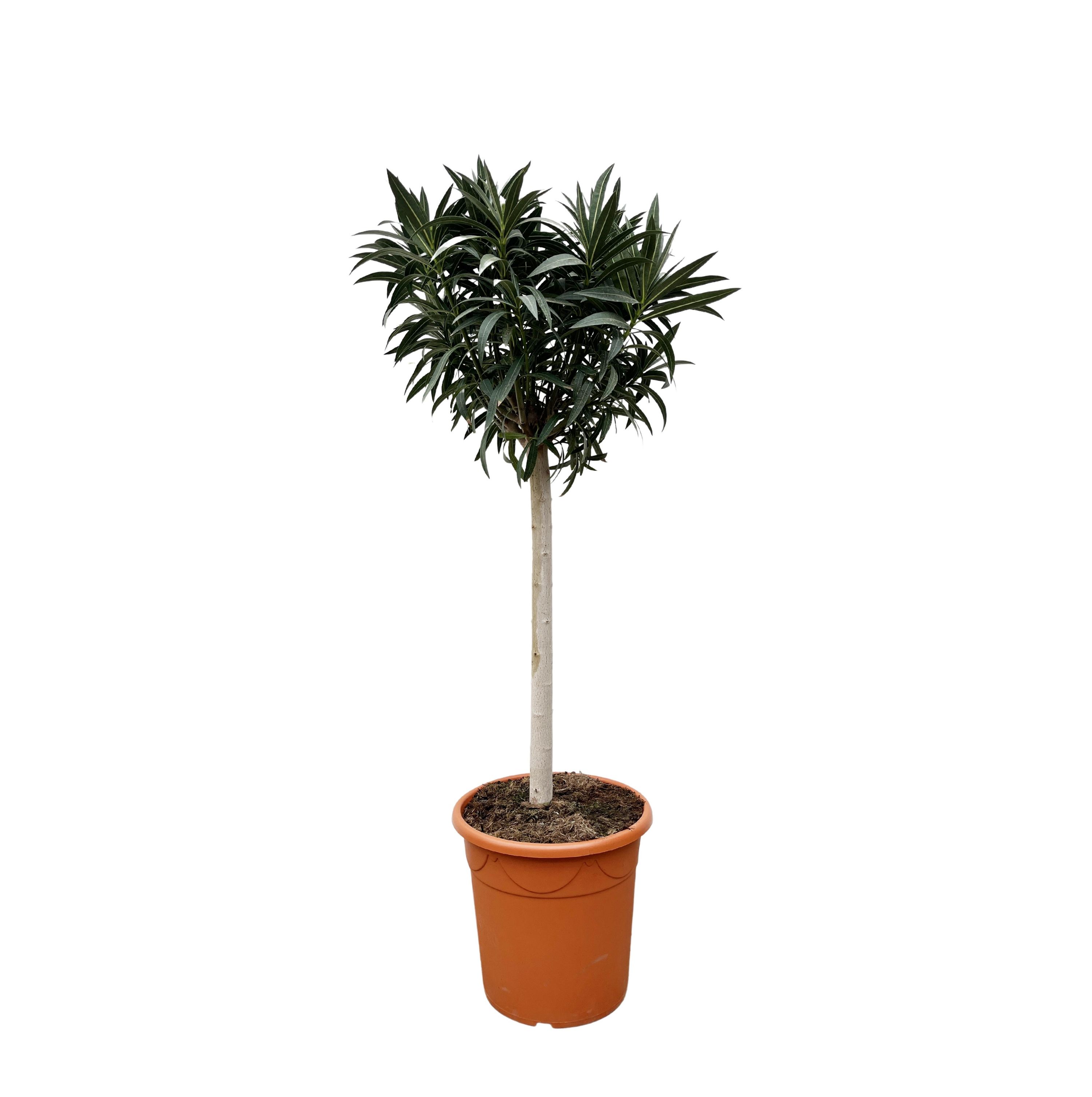 Nerium Oleander auf Stamm mit roten Blüten