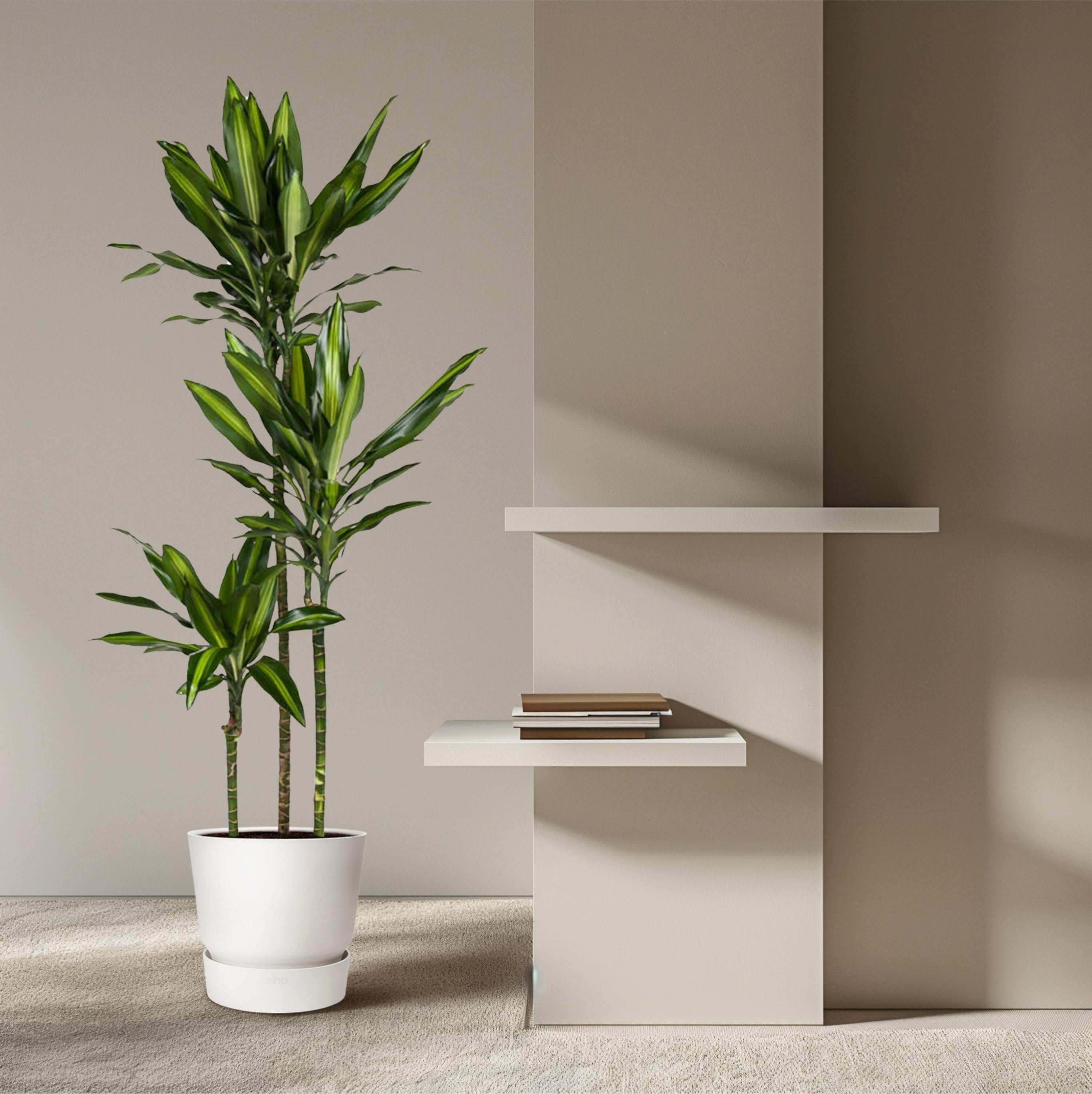 Dracaena Cintho Zimmerpflanze mit eindrucksvollen Blättern