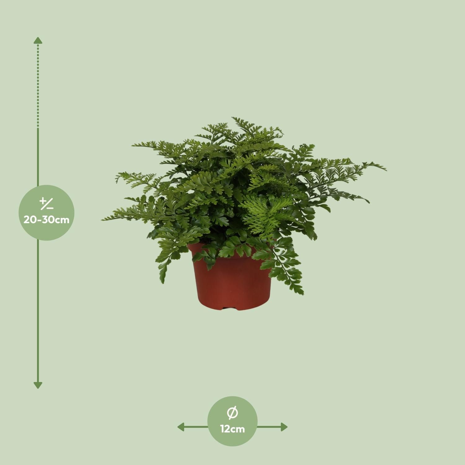 Asplenium Parvati Zimmerfarn