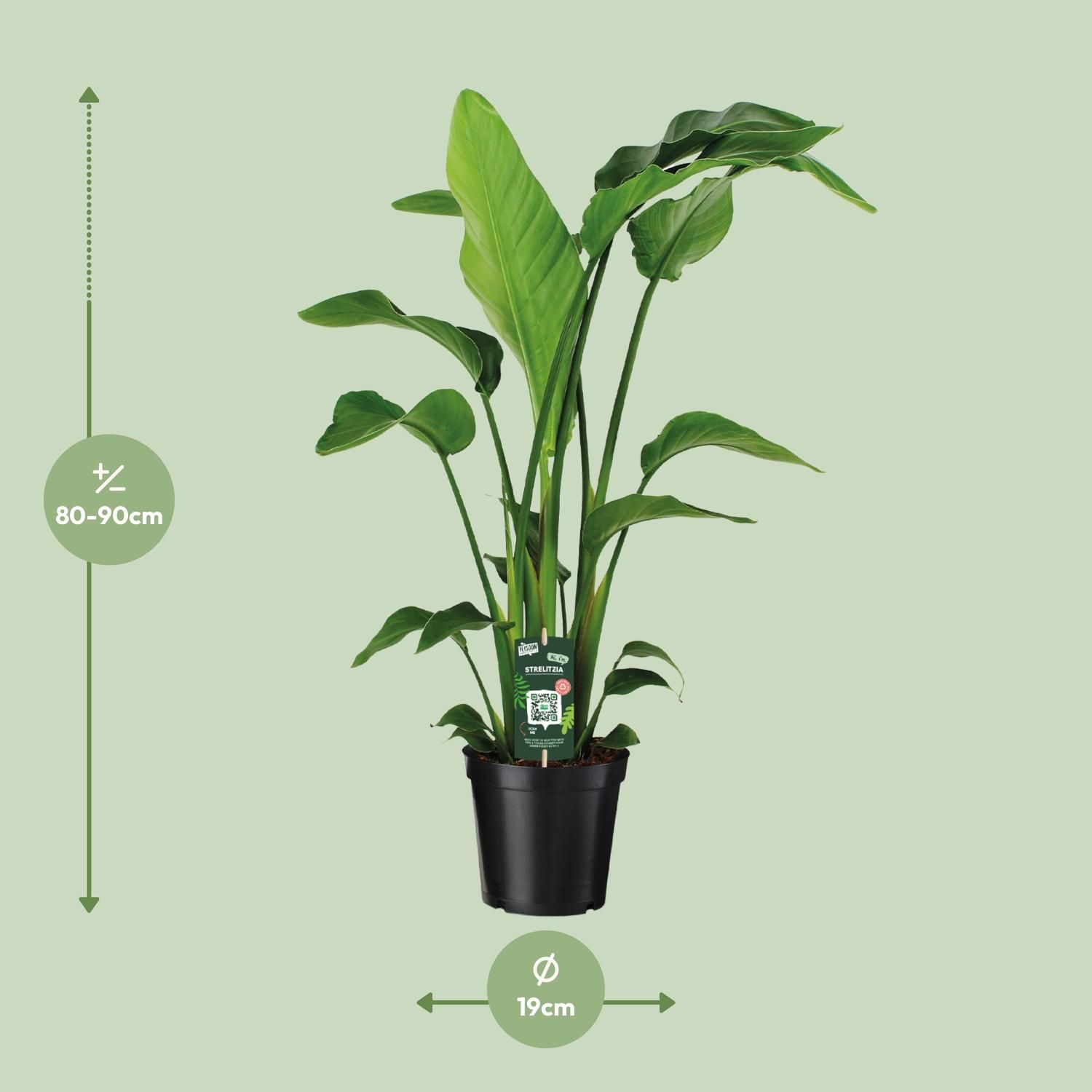 Paradiesvogelblume Strelitzia Nicolai mit tropischem Charme