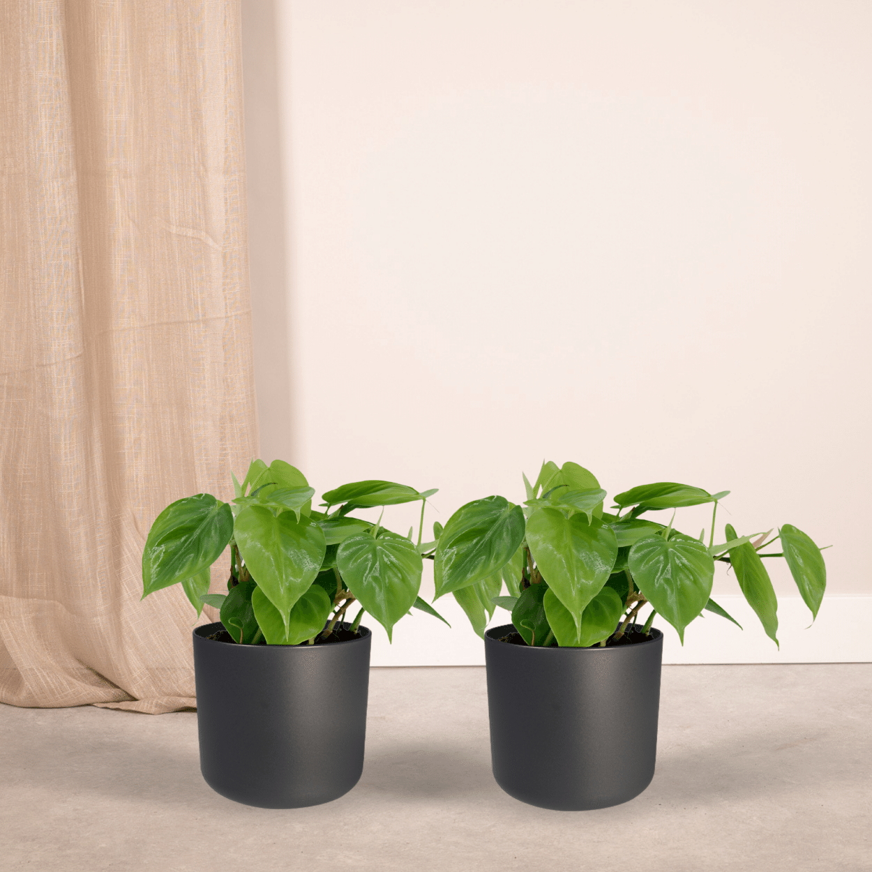 Philodendron Scandens hängende Zimmerpflanze