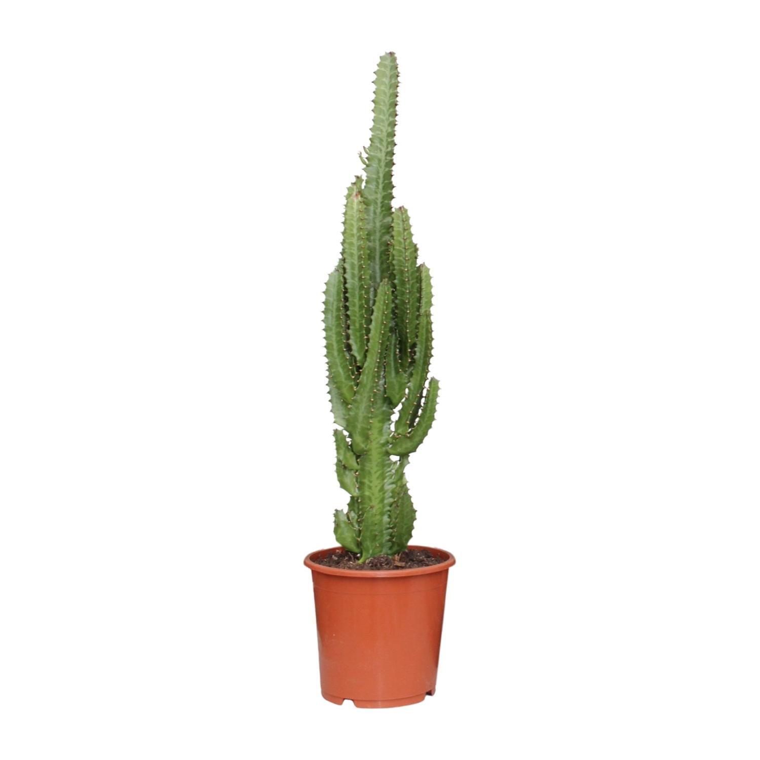 Euphorbia Trigona Sukkulente Zimmerpflanze