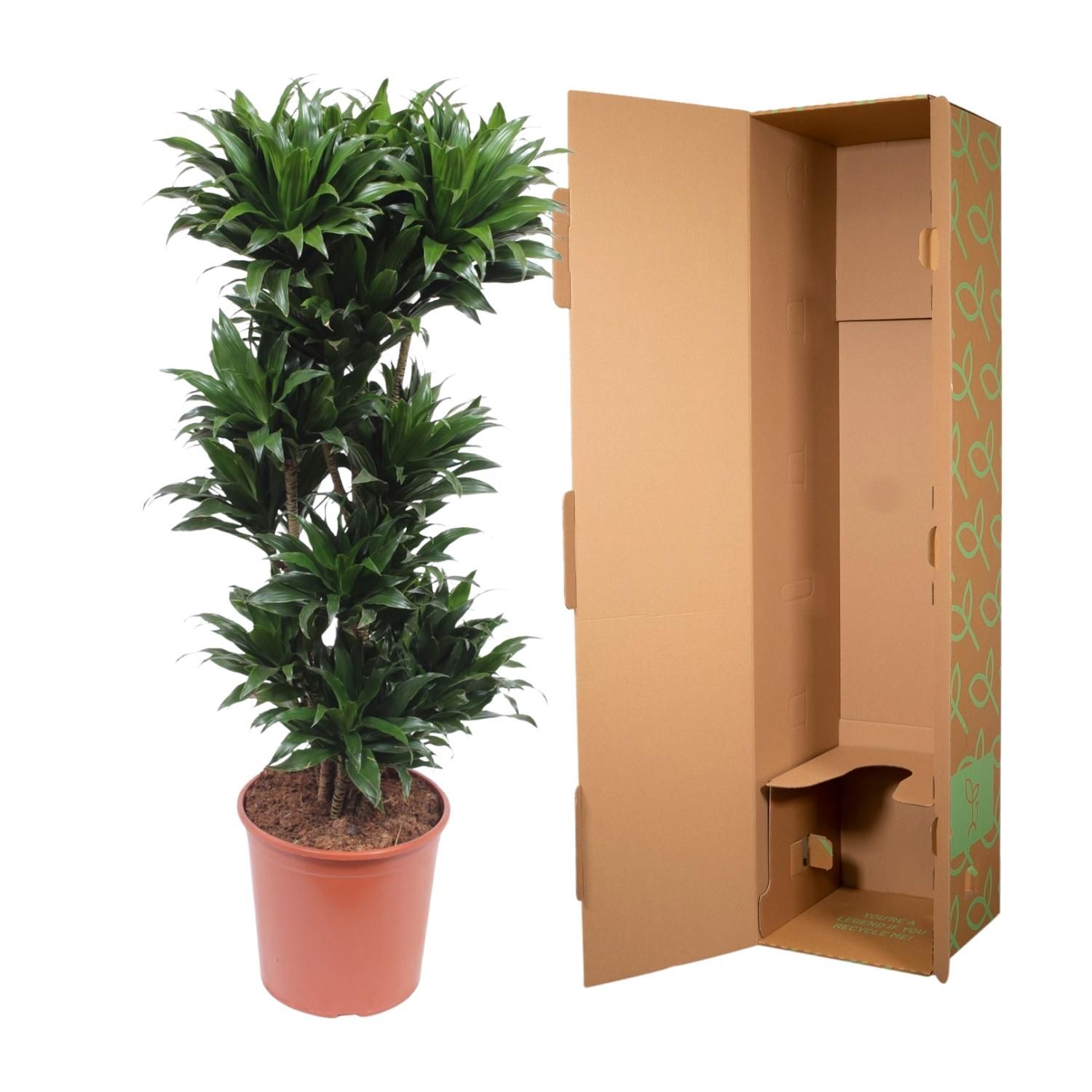 Dracaena Compacta attraktive Zimmerpflanze
