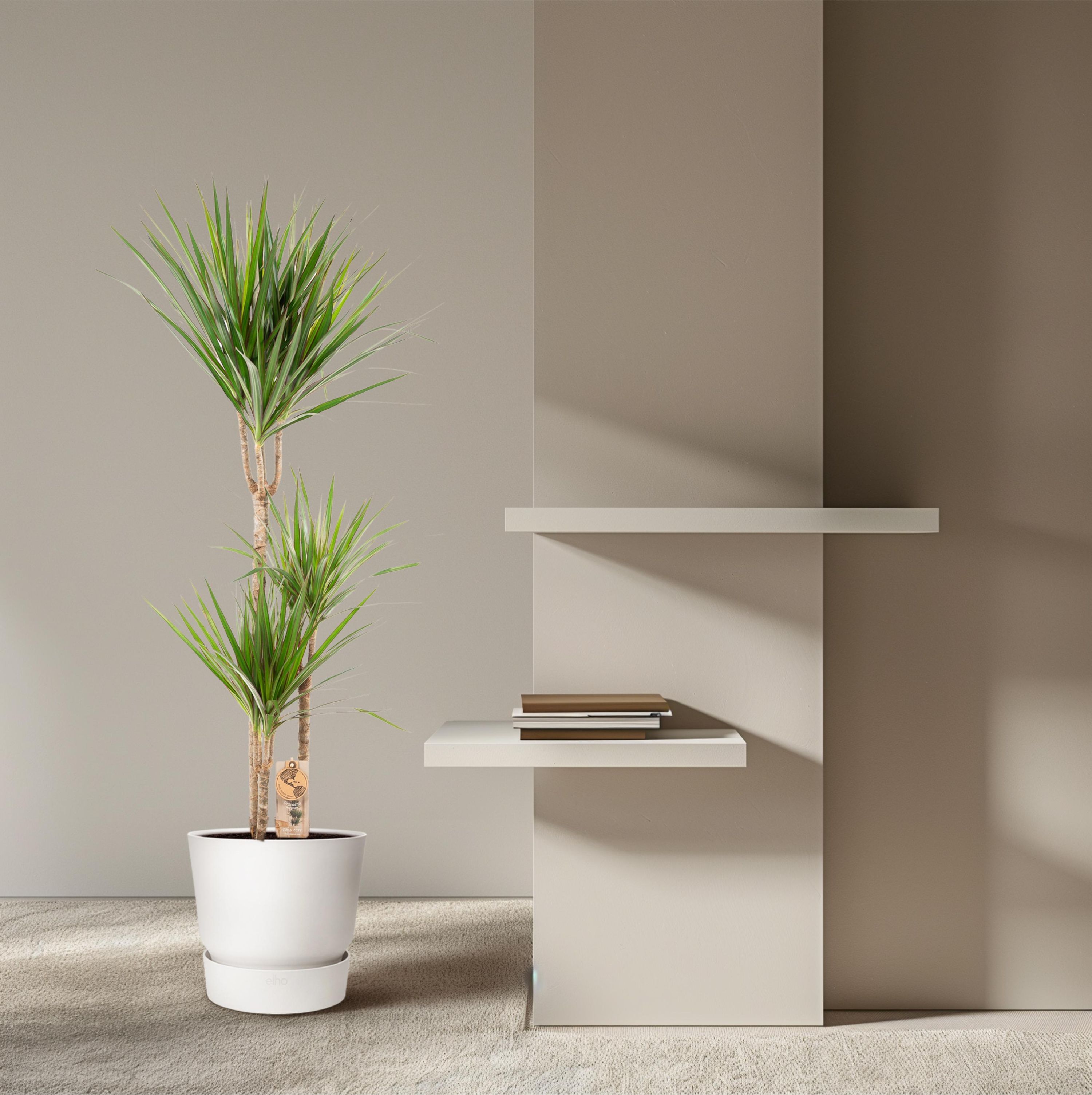 Dracaena Marginata Drachenbaum Zimmerpflanze