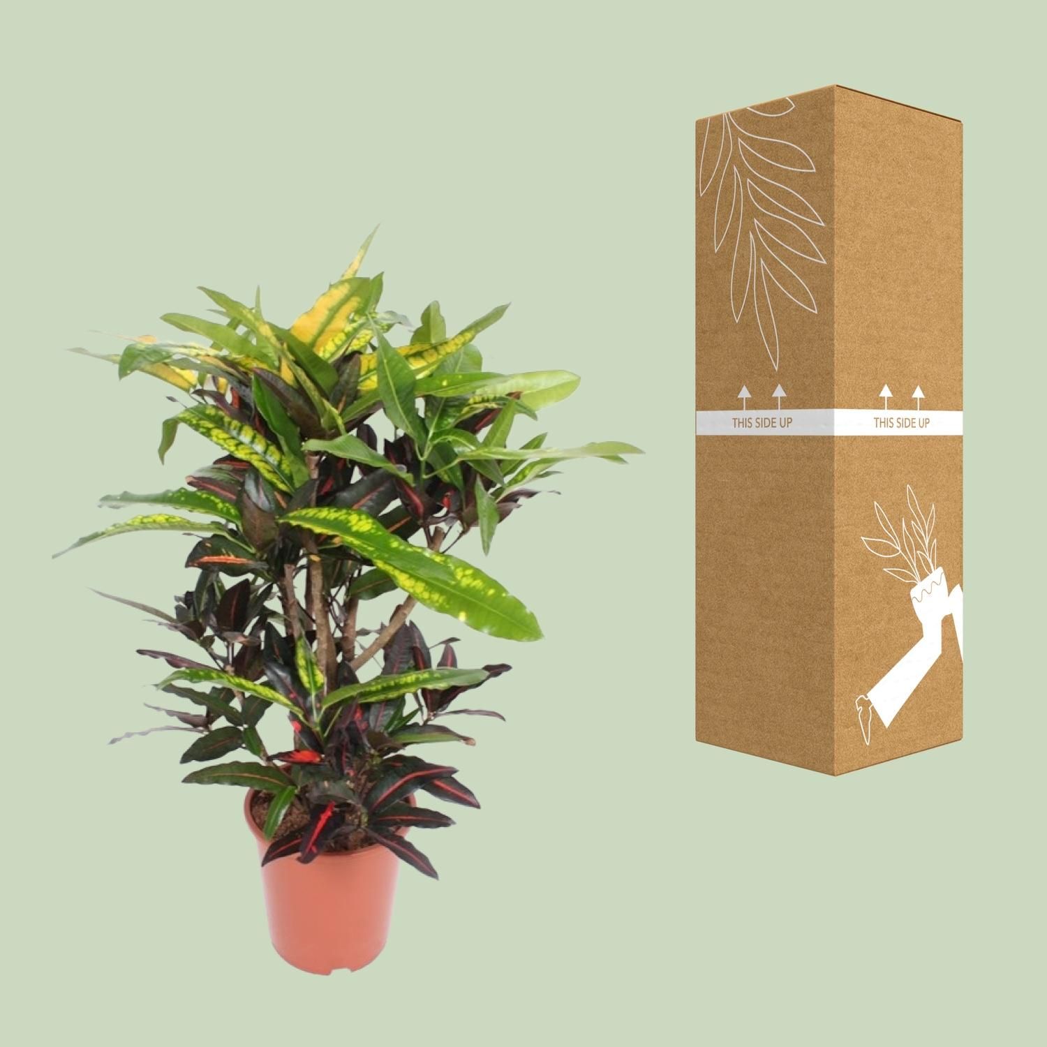 Codiaeum Mango Kroton Zimmerpflanze
