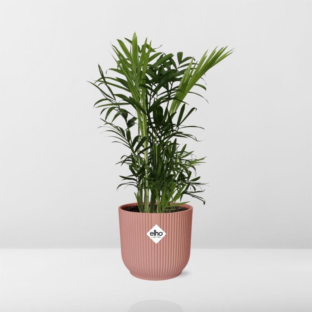 Zwergbergpalme Chamaedorea Elegans im ELHO Vibes Fold Topf