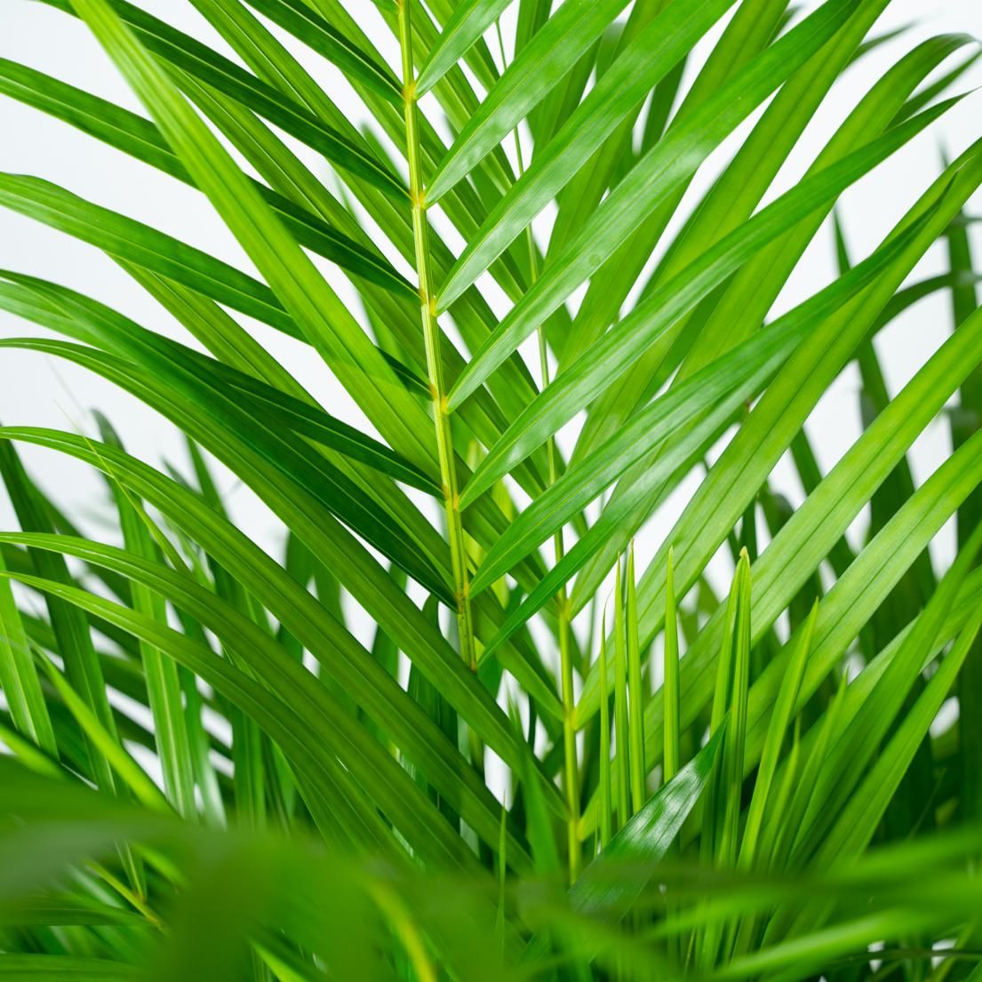 Areca-Palme – elegante tropische Zimmerpflanze