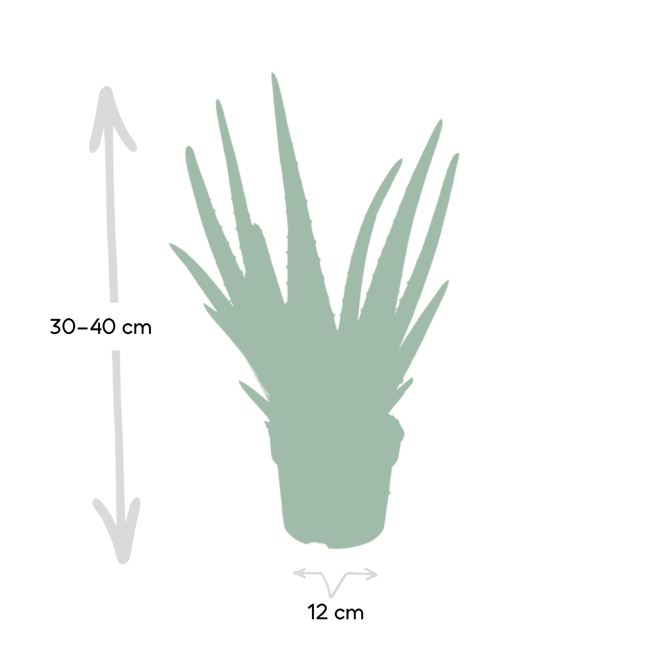 Aloe Vera Sukkulente Pflanze