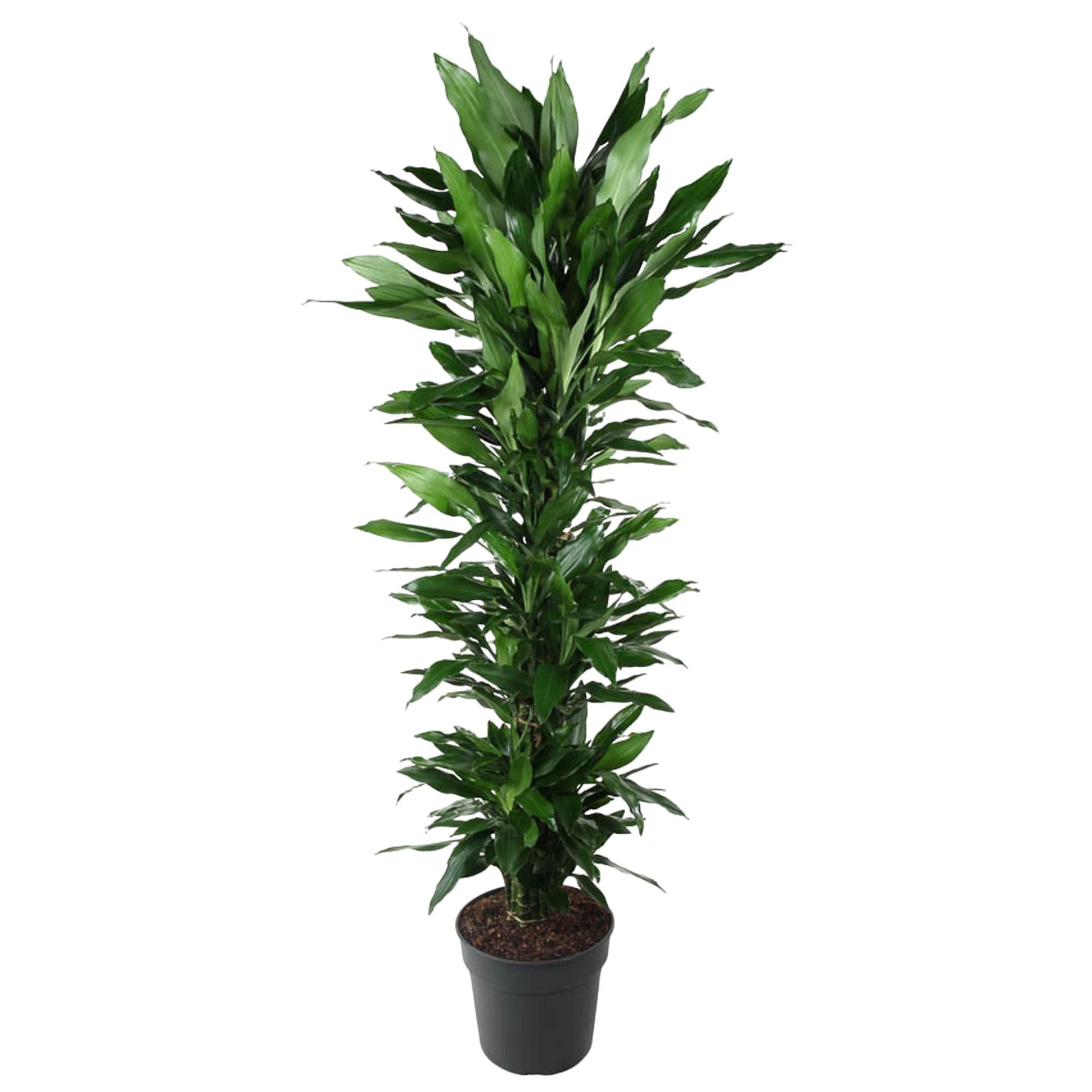 Dracaena Janet Lind hochgewachsen mit glänzenden Blättern